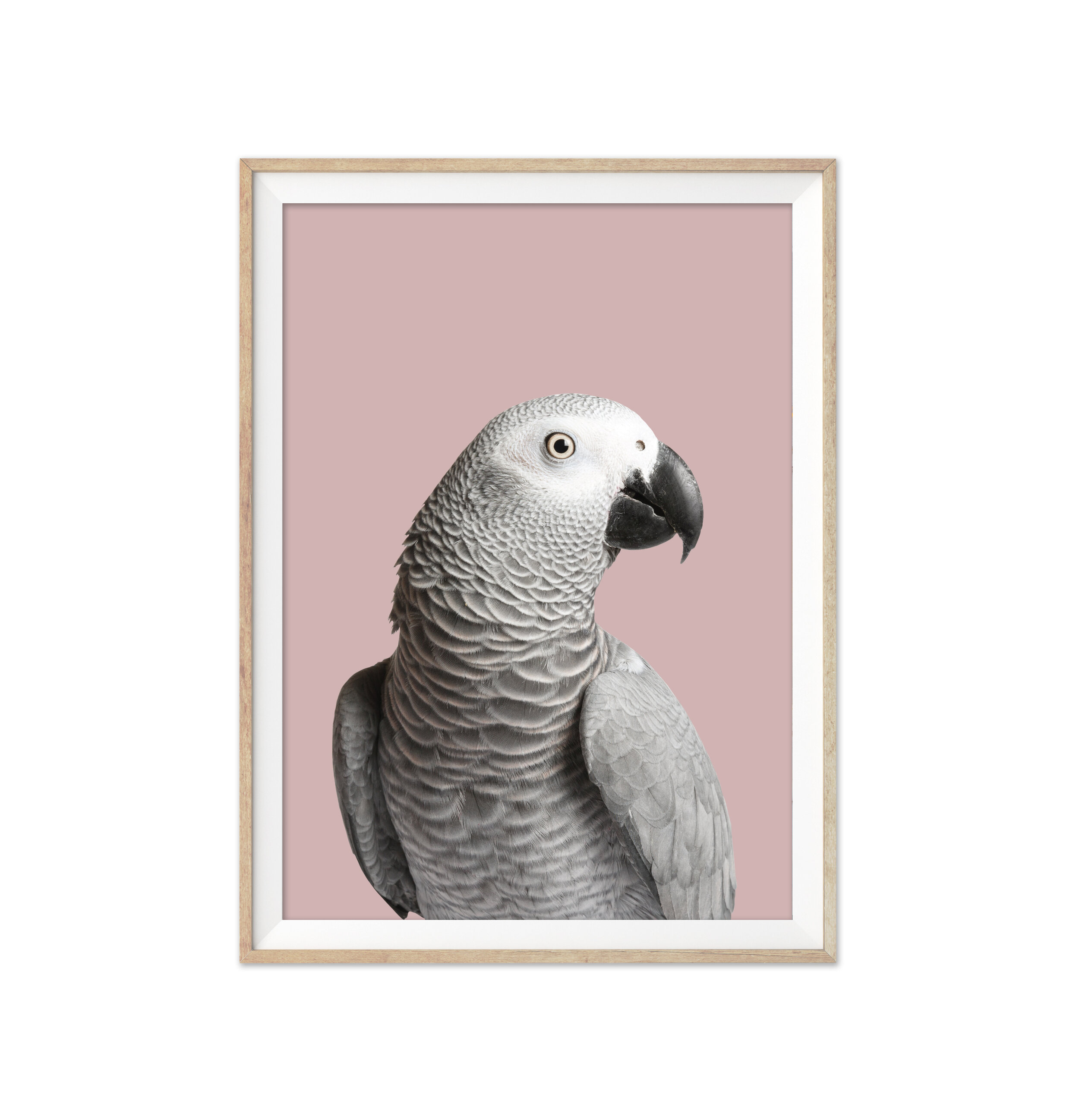 Parrot.jpg