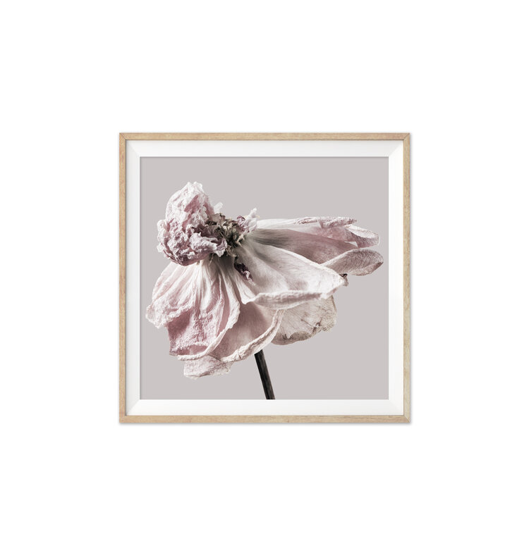 Dried Pink Flowers Poster - Pink botanical posters