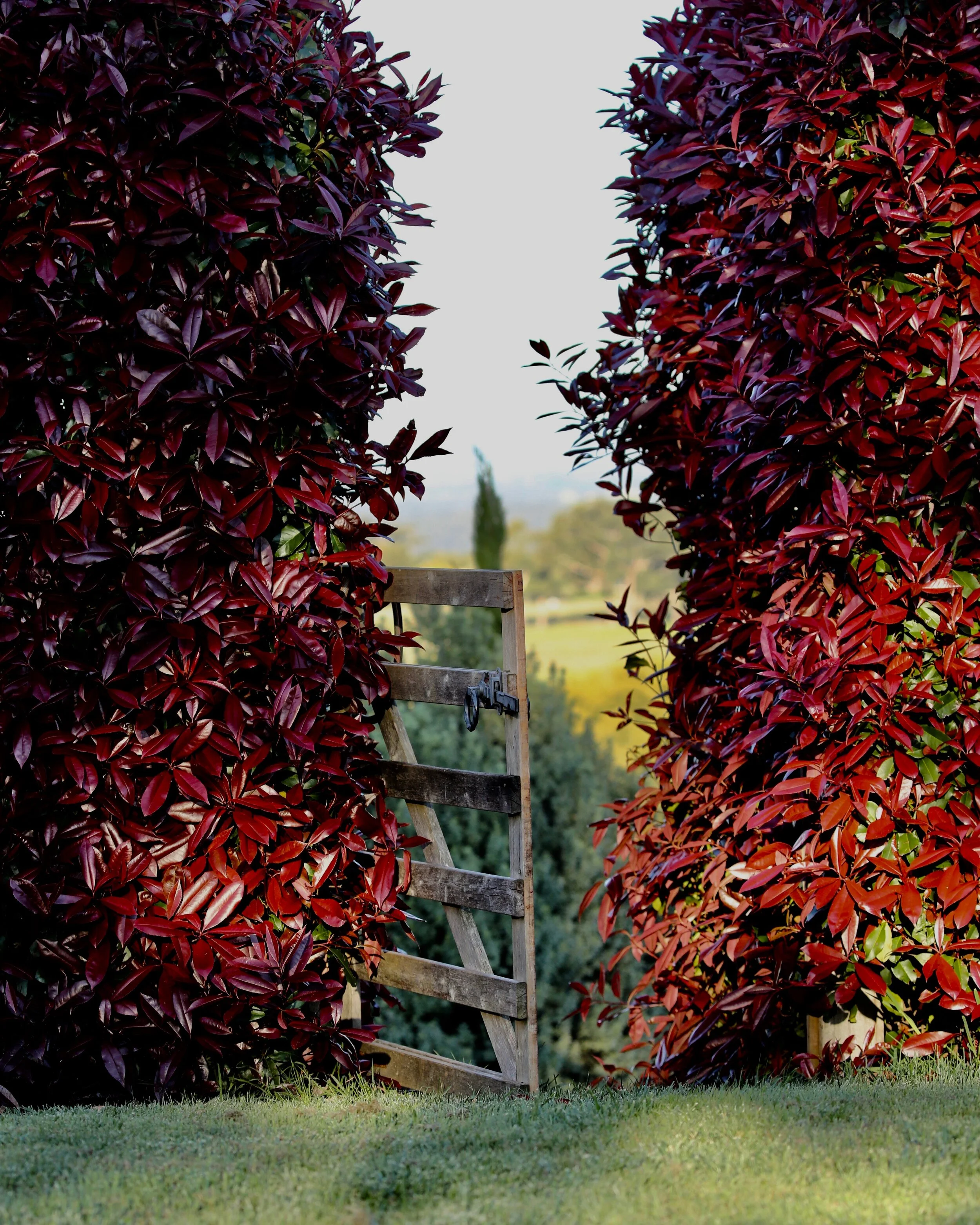 Tenylle Maree Photography (1).jpg