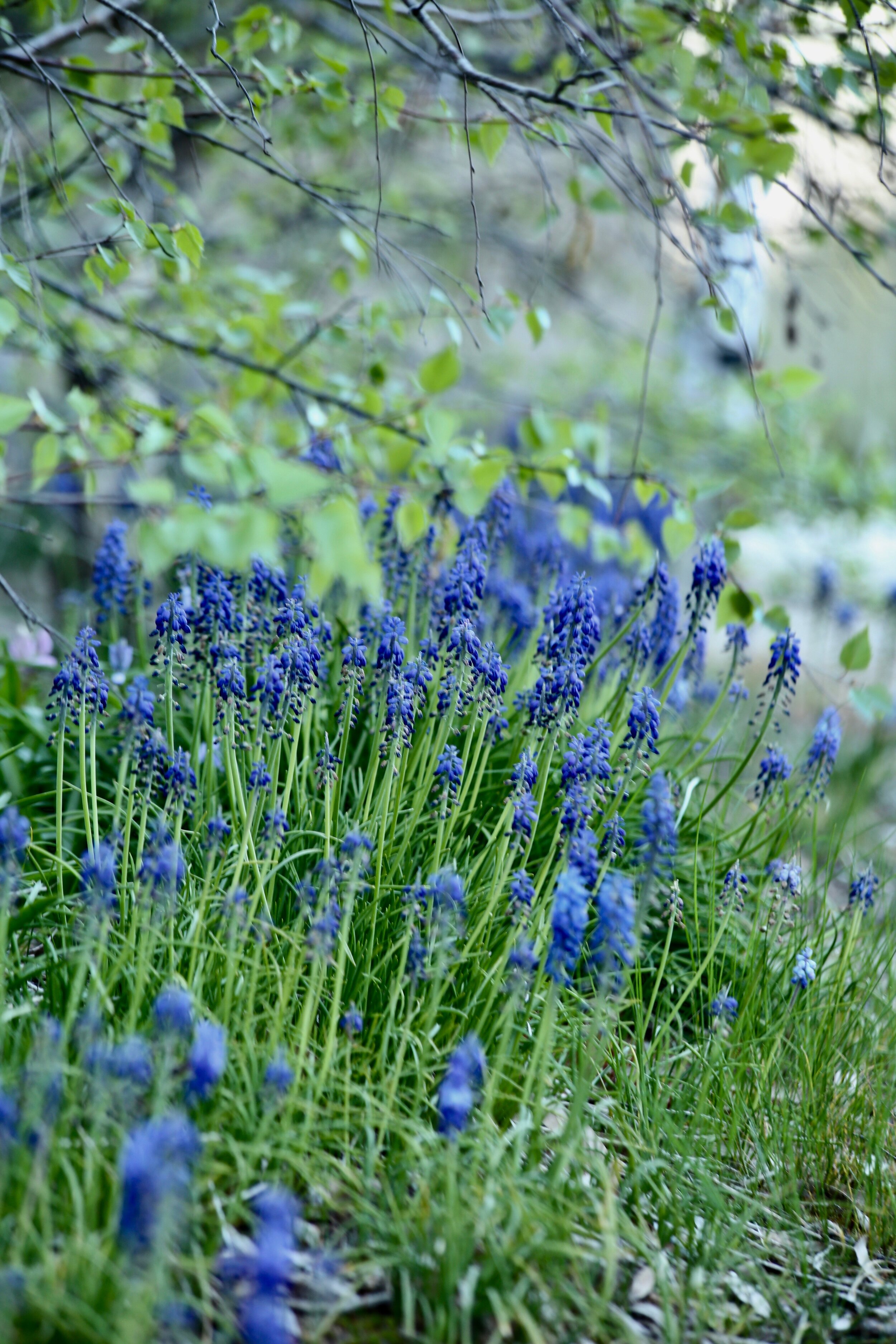 Tenylle Maree Photography (6).jpg