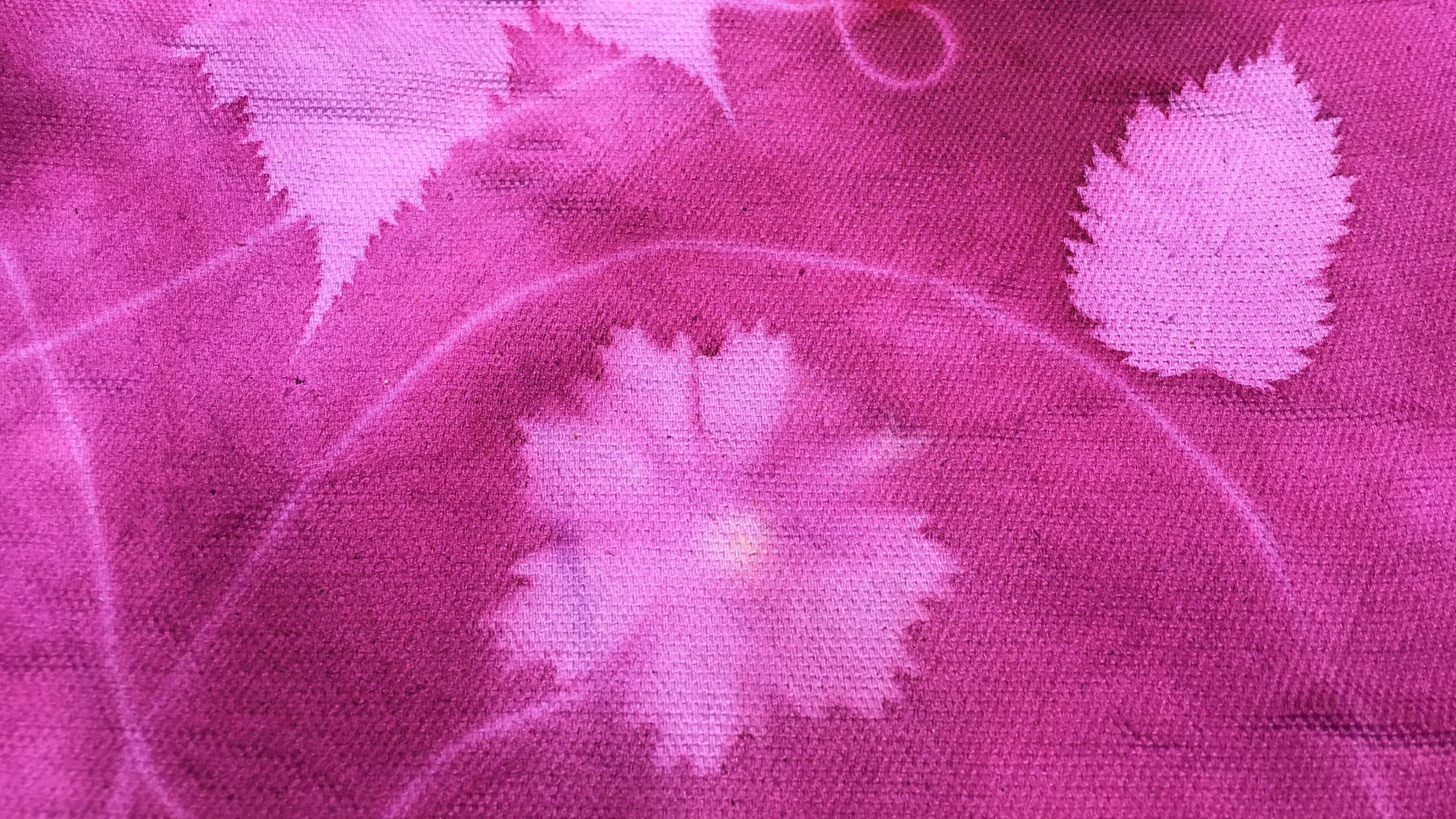 Favorite result: the bright center of the Coreopsis bloom print