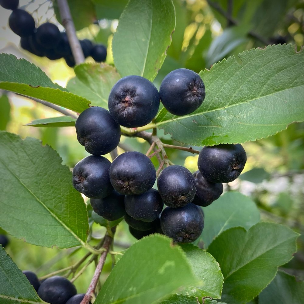  the  Aronia  berries are ready 