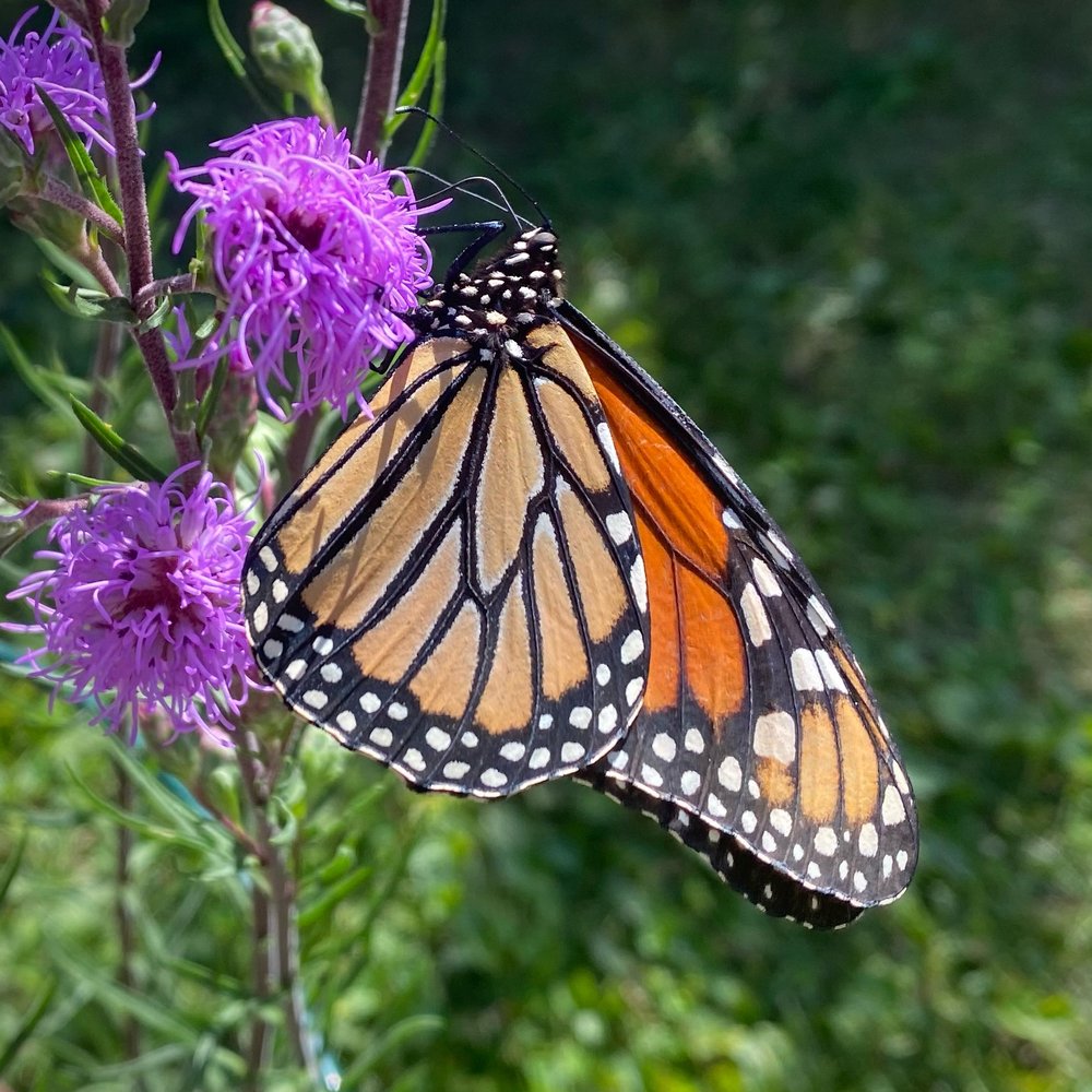  the second monarch I’ve seen in the yard this year, on  Liatris ligulistylis  / meadow blazing star, i feel there were many more by this time last year 