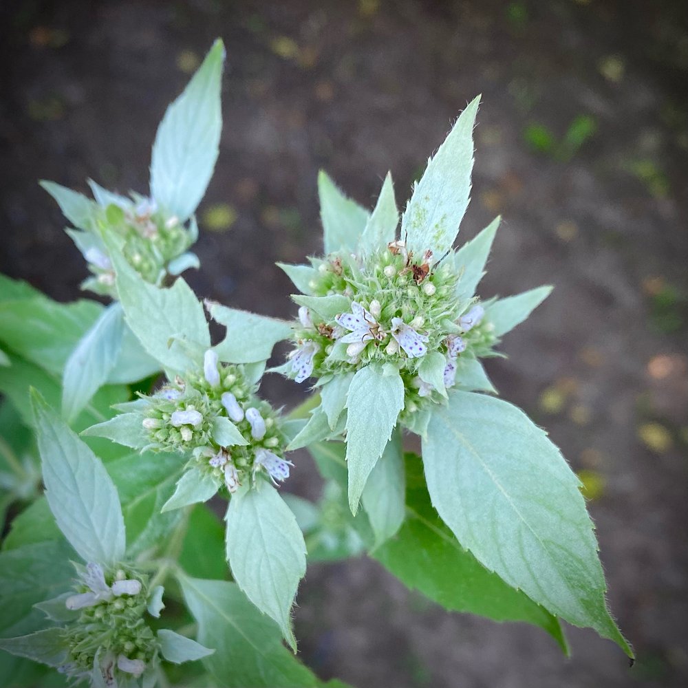  a  Pycnanthemum  / one of the mountain mints 
