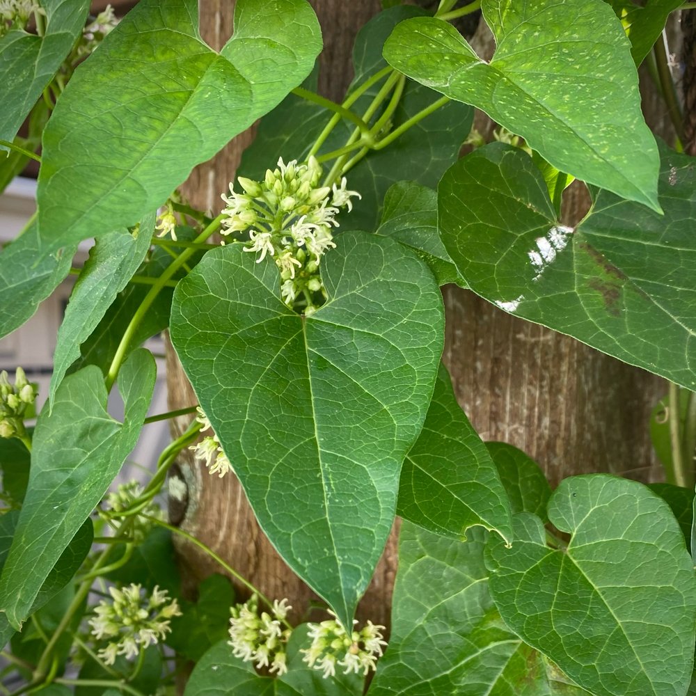   Cynanchum laeve  / honeyvine milkweed 