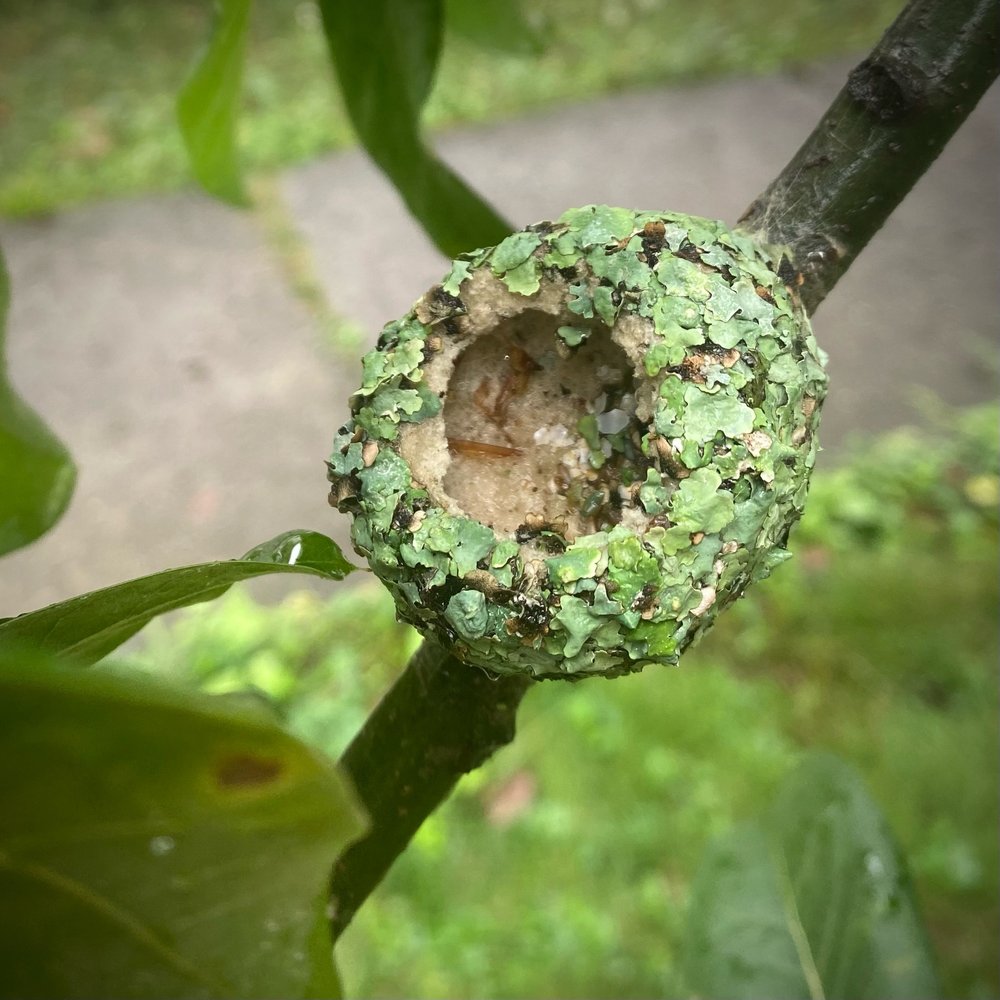  Ruby-throated Hummingbird made three nests in the shingle oak this year. That’s how many we’ve seen. The first had at least one egg and she sat on it for quite a while. One morning, we saw her very distressed but don’t know what happened. She abando