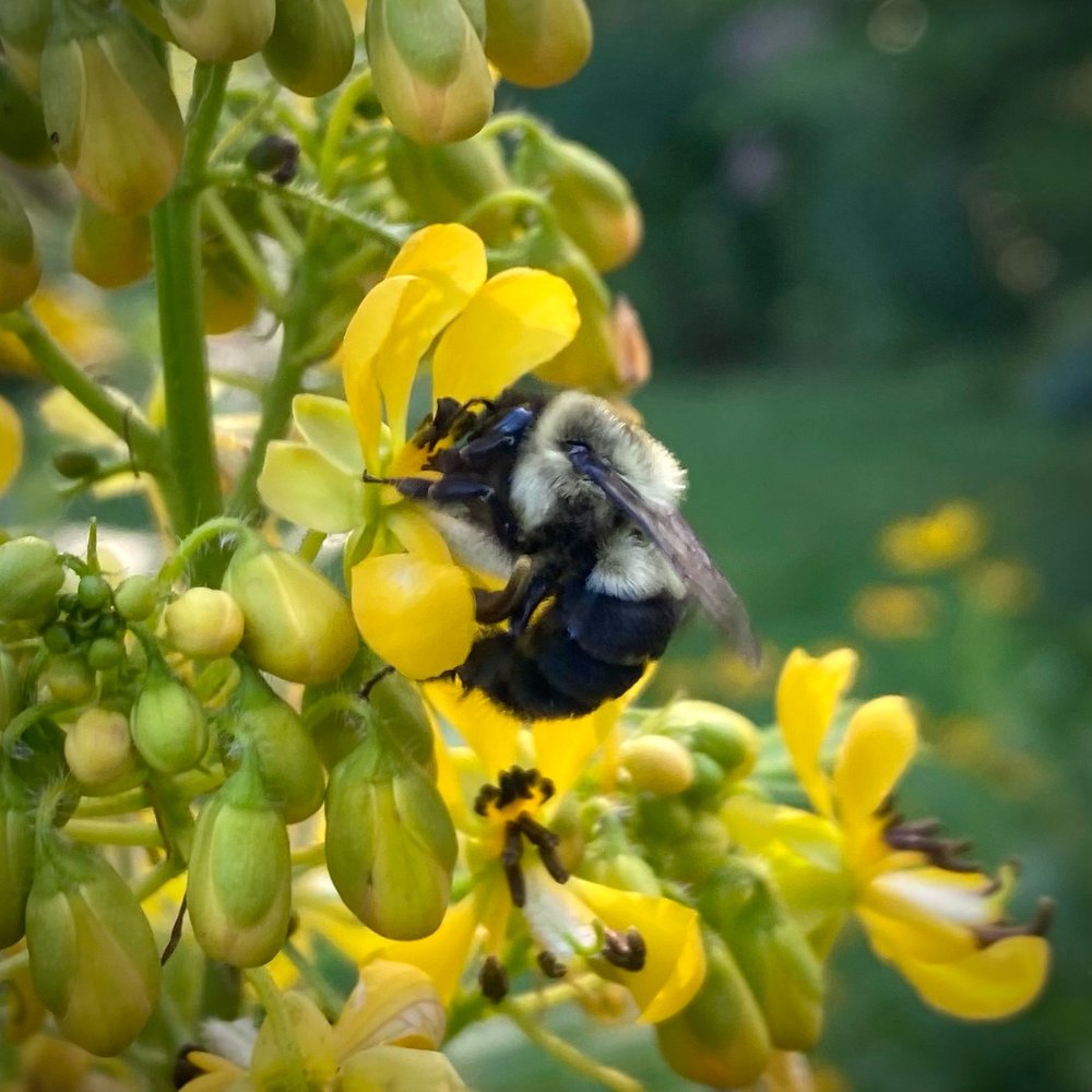  Bumblebee on  Senna hebecarpa  / wild Senna 