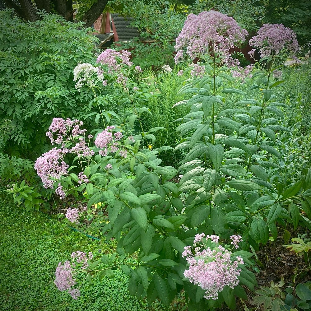  the Eutrochium / joe pye weed (and  Vernonia gigantea  / tall ironweed, not pictured) are having a beautiful season despite heat and lack of rain 