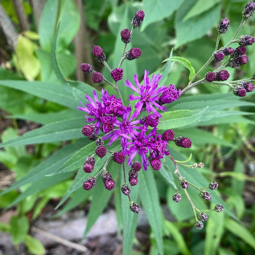   Vernonia gigantea  / tall ironweed . top view of a young plant 