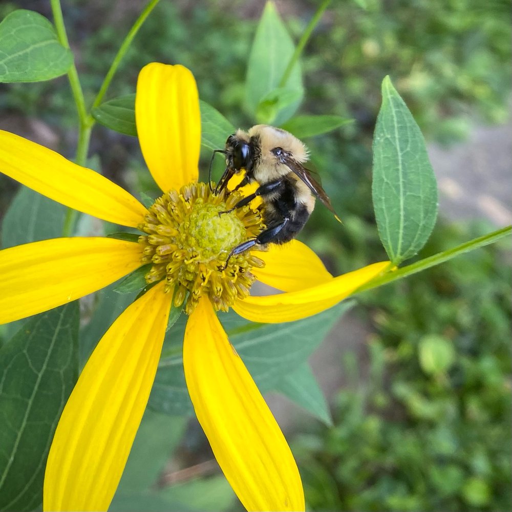 Bumblebee on  Rudbeckia laciniata  / cutleaf coneflower . this flower was one of the first native plants we added years ago and it went wild the first few years, popping up everywhere and then all but disappeared in our yard . now it’s making a come