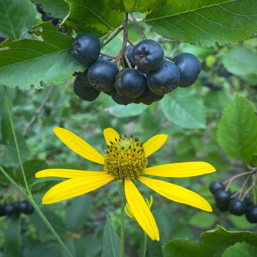   Rudbeckia laciniata  / cutleaf coneflower with  Aronia  berries . a lovely pairing I want to remember and encourage 