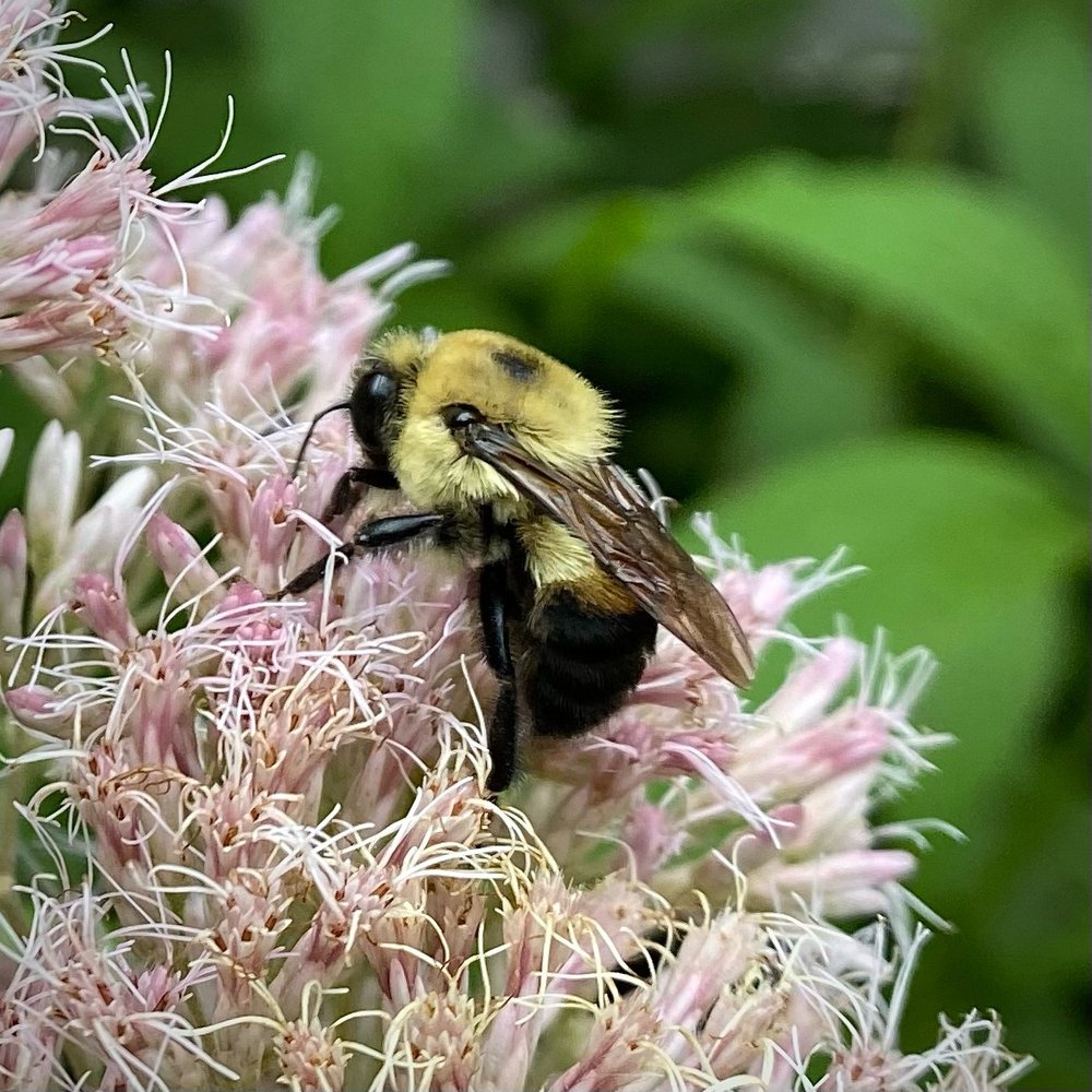   Bombus griseocollis  / brown-belted bumblebee on  Eutrochium  / joe pye weed 