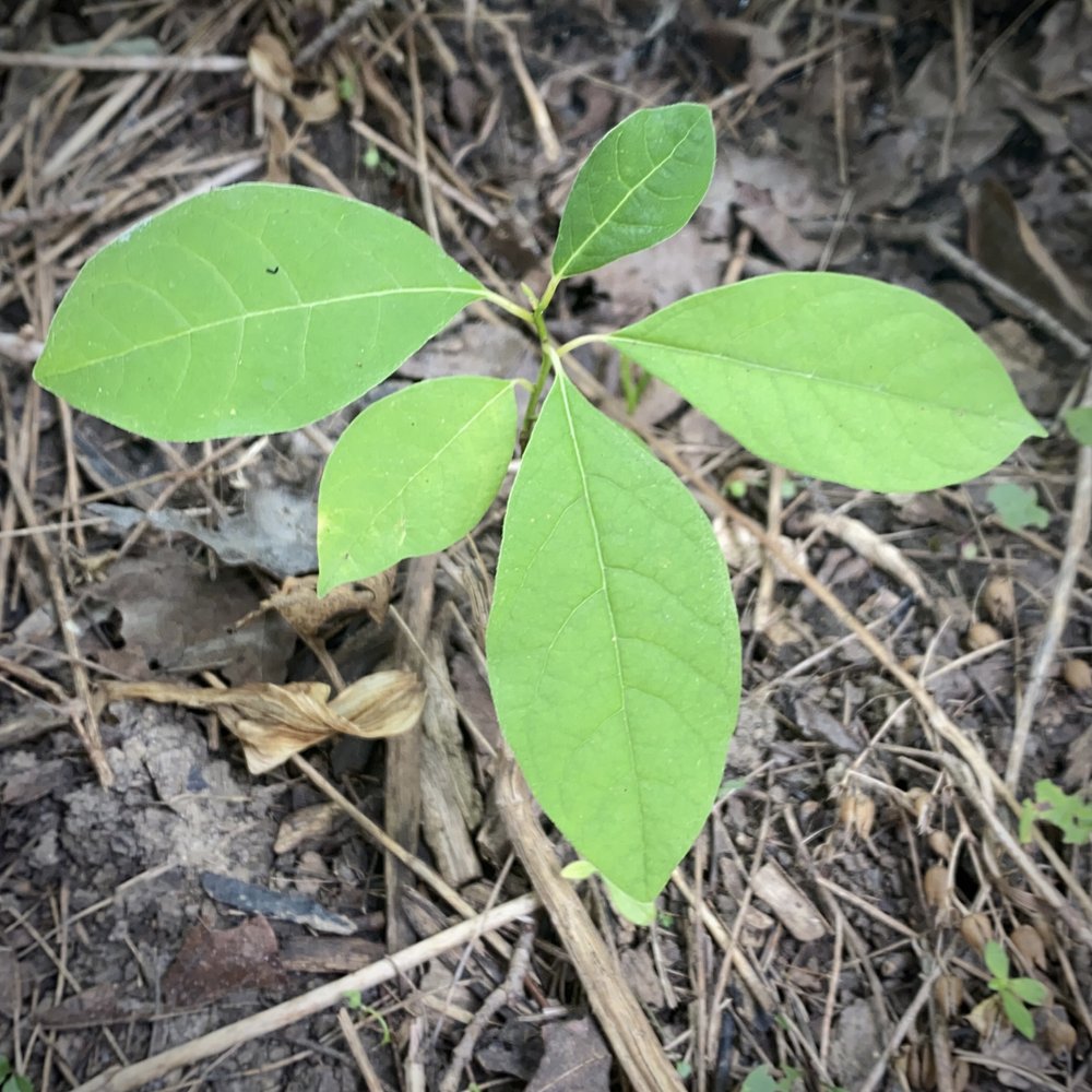  excited to find this small spicebush seedling . we have two established spicebush who have been struggling since a late frost damaged them a few years ago .  Lindera benzoin  / spicebush . hoping to find spicebush swallowtail caterpillars munching o