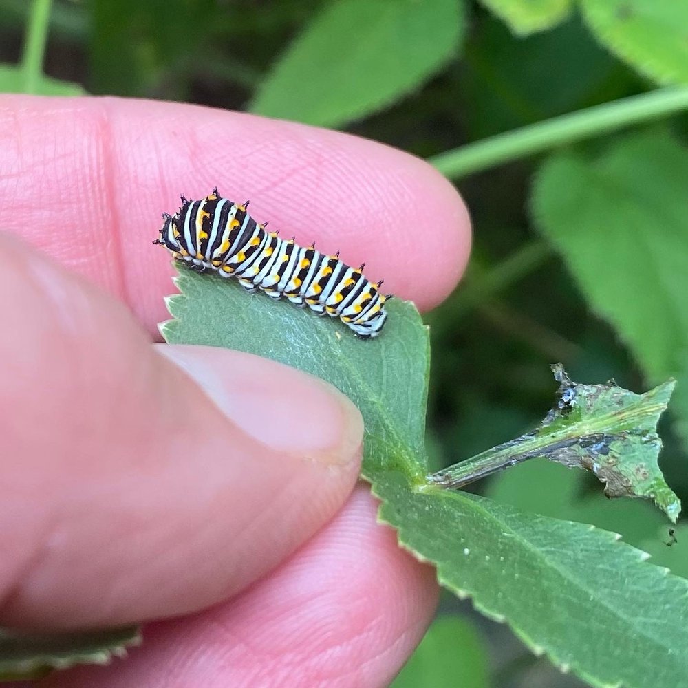  the  Papilio polyxenes  / black swallowtail caterpillar relocated from farm share parsley bunch to  Zizia aurea  / golden alexanders is still munching and growing 