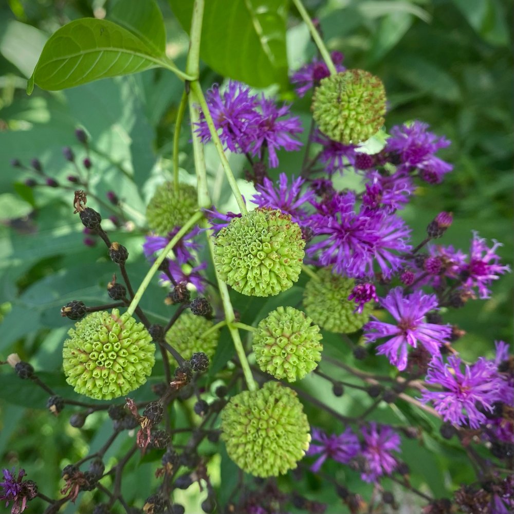 lovely neighbors:  Vernonia gigantea  / tall ironweed and  Cephalanthus occidentalis  / buttonbush seed heads 