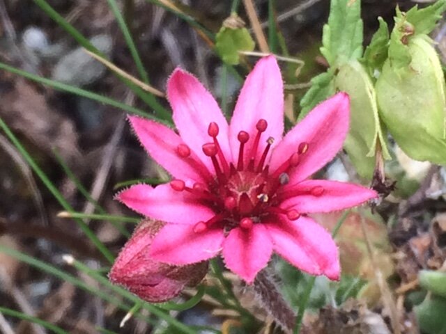 Bright_Pink_Flower_Zermatt.JPG