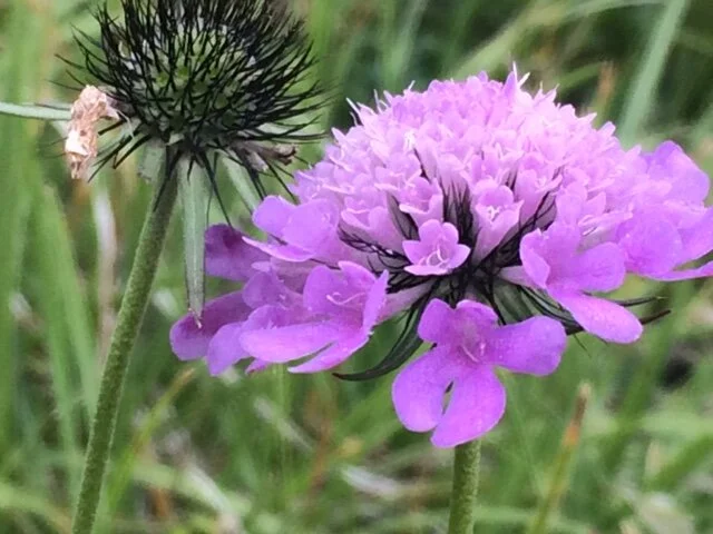 Purple_Black_Flower_Zermatt_Testimonials.JPG