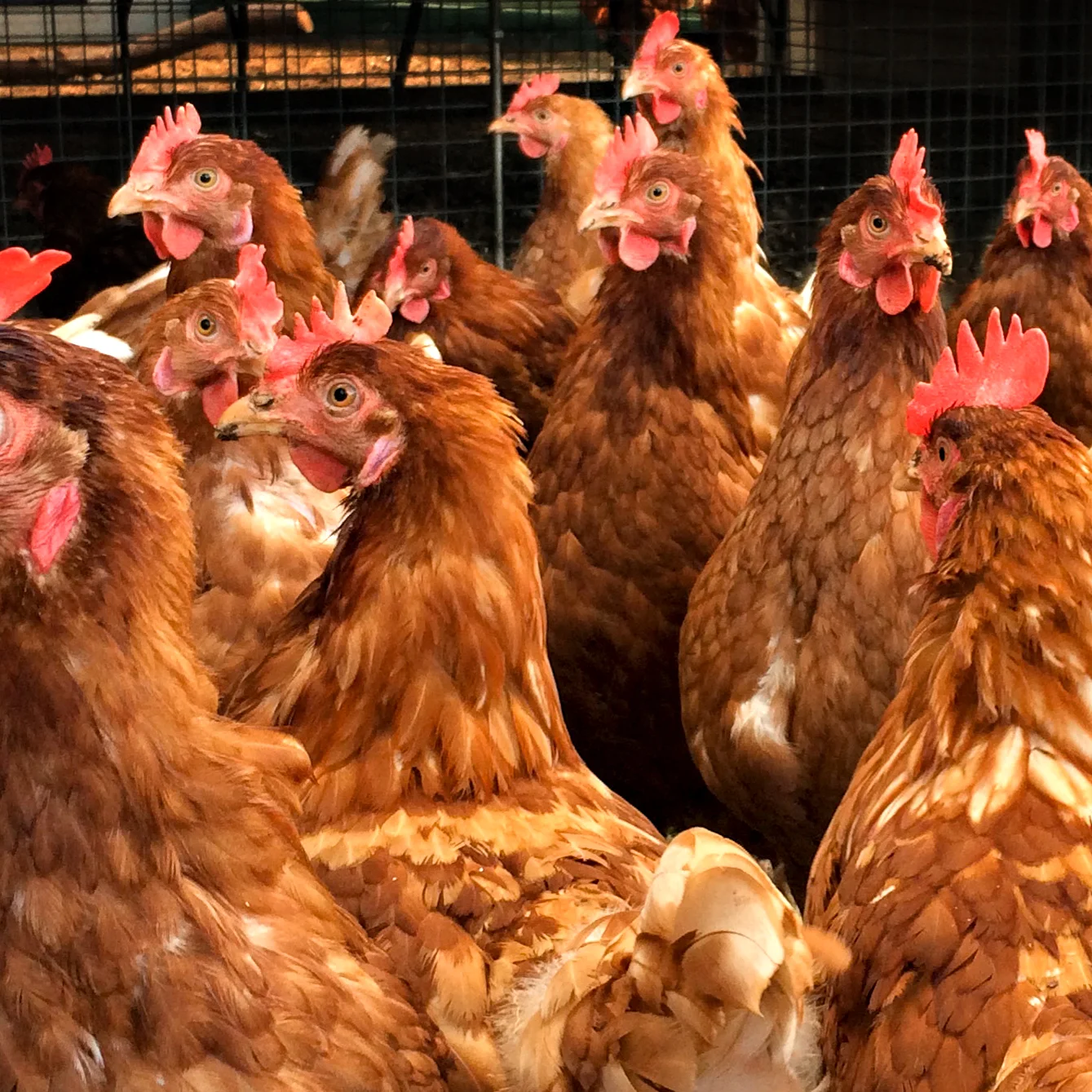 Chickens crop 2.jpg