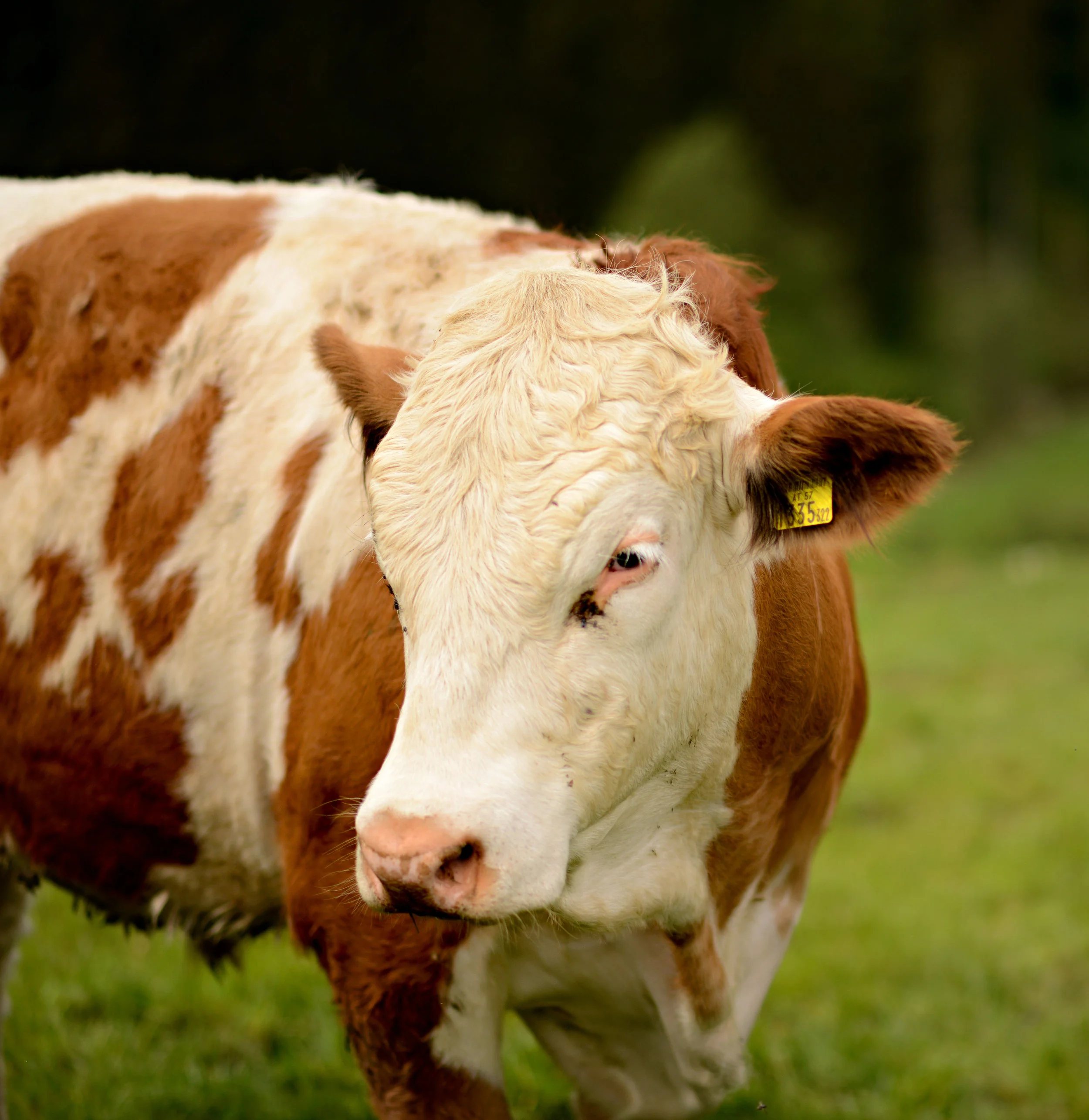 Cow edit.jpg