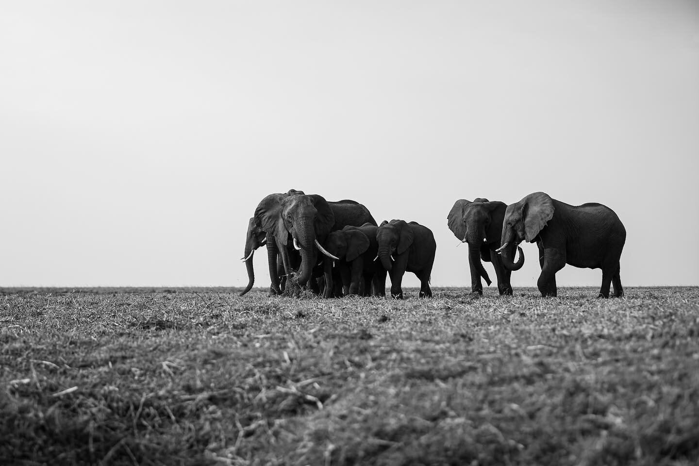 The elephants of Chobe National Park are a magestic sight to behold in the late afternoon sun. These photos were all captured during a single afternoon boat cruise on the Chobe river with both the Canon R6 and Canon 5D Mark IV paired with the Canon 2