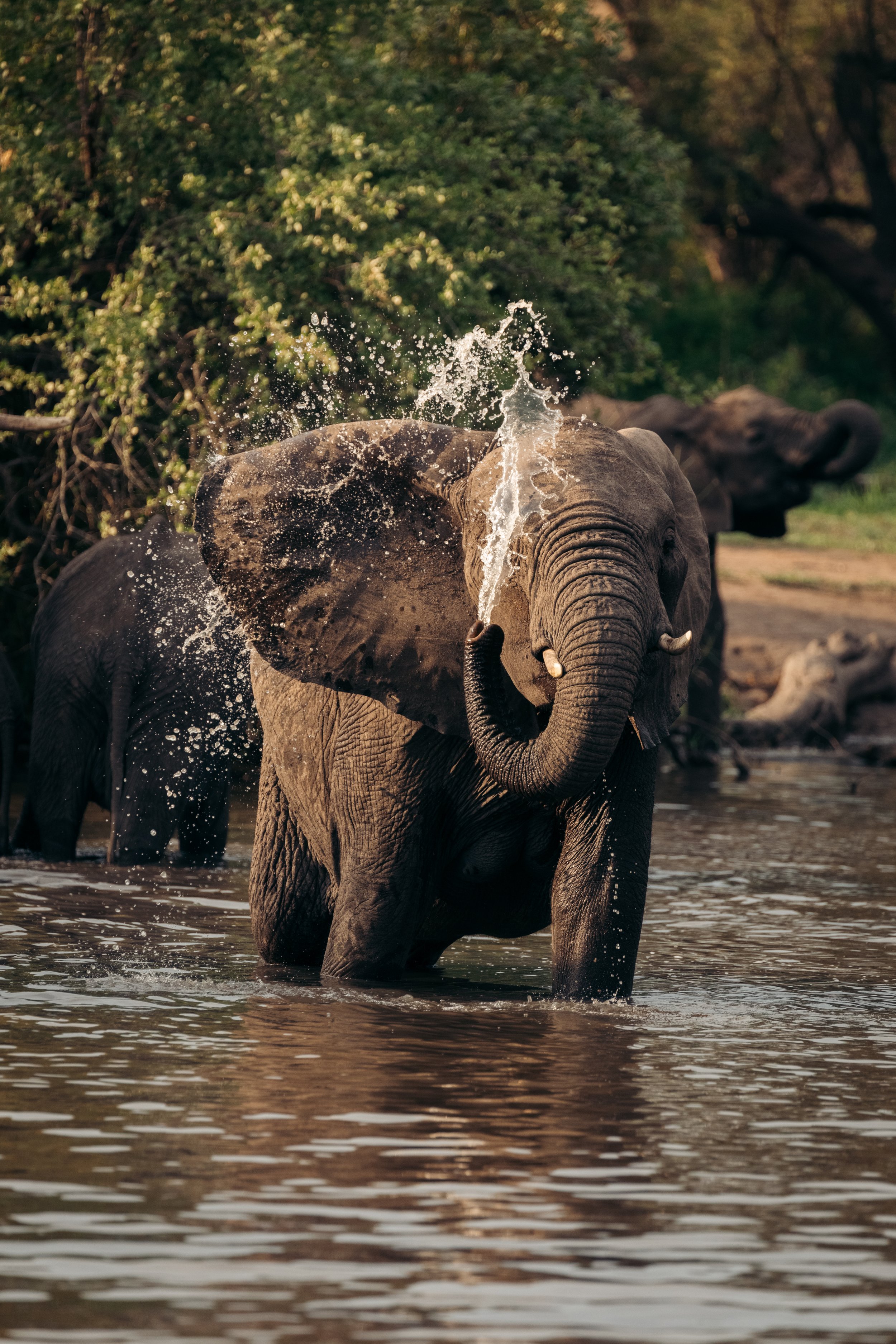 Elephants @ Little Kariba Updated-23.jpg