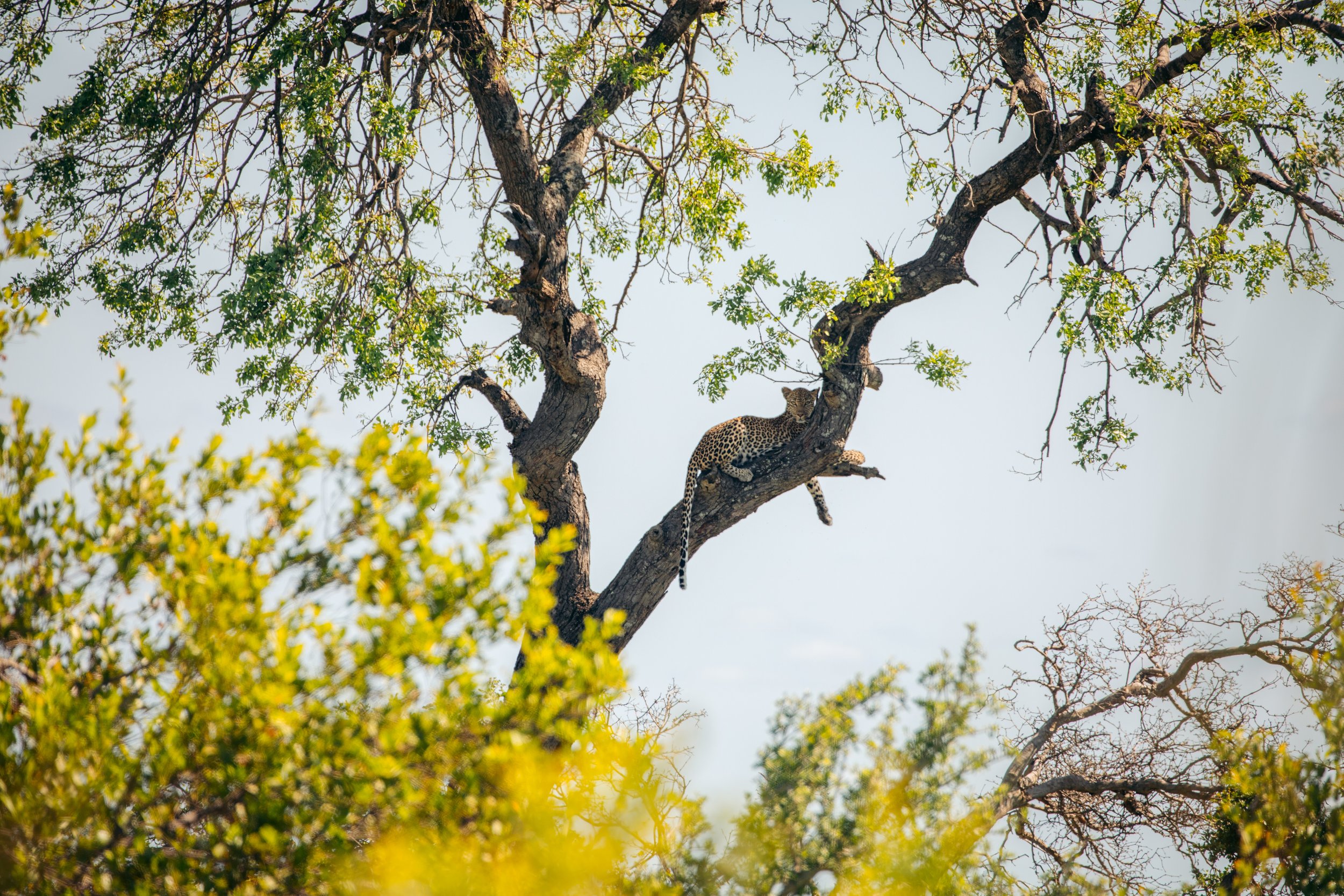 Eagle Owl x Kruger Jan 23 Resized-40-2.jpg