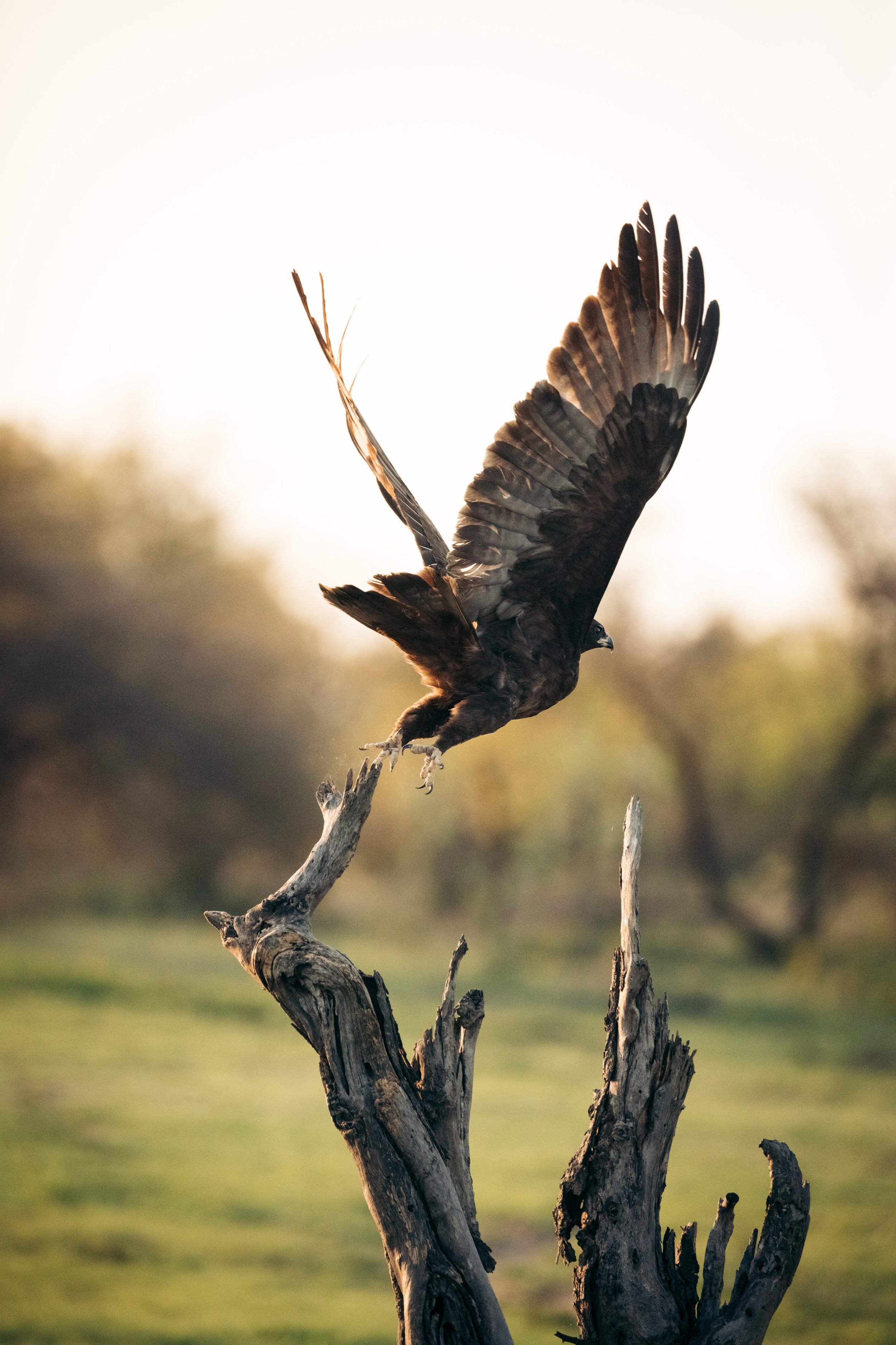 Eagle Owl x Kruger Jan 23 Resized-12.jpg