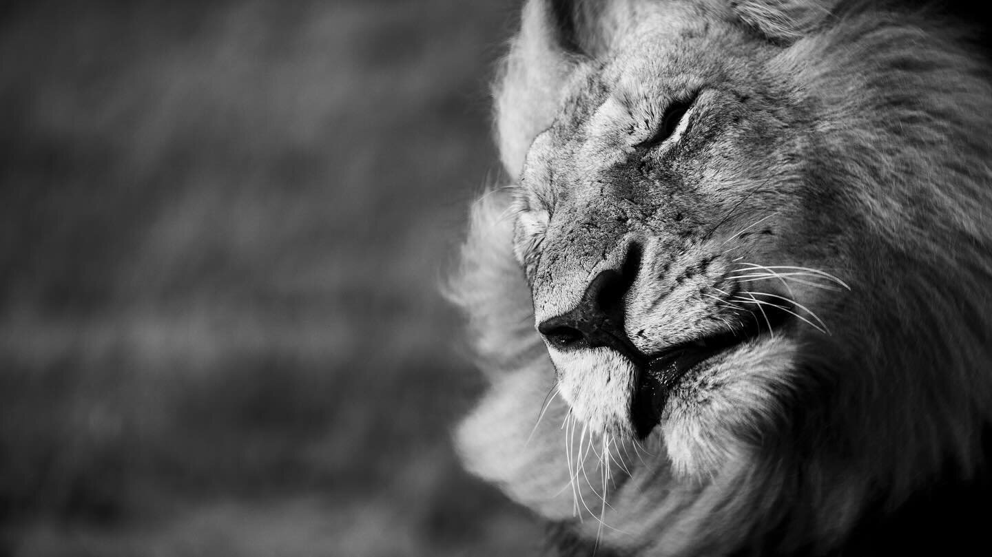 Frozen in time 🕰️ 

Photograph captured of one of the Vuyela males currently residing in the central Timbavati Game Reserve. 

Settings: 

ISO 640
400mm
F/5.6
1/800sec

#lion #malelion #lionking #wildlife #wildlife_shots #wildlifeonearth #wildlifeph