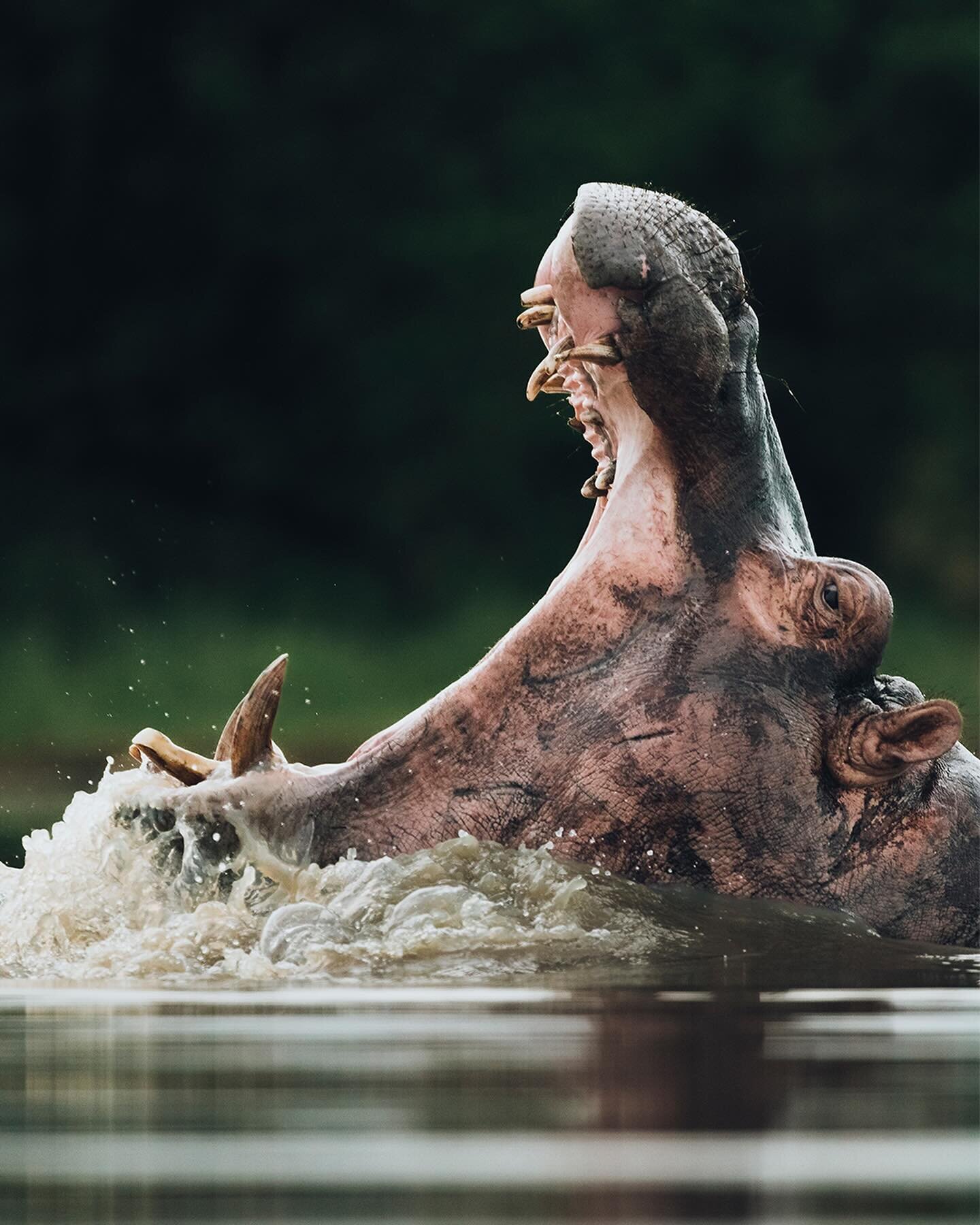 With jaws capable of crushing anything in its path, the hippopotamus embodies the raw force of nature. 

Their jaws can exert a tremendous amount of force, estimated to be around 1,800 pounds per square inch (psi). To put that into perspective, that&