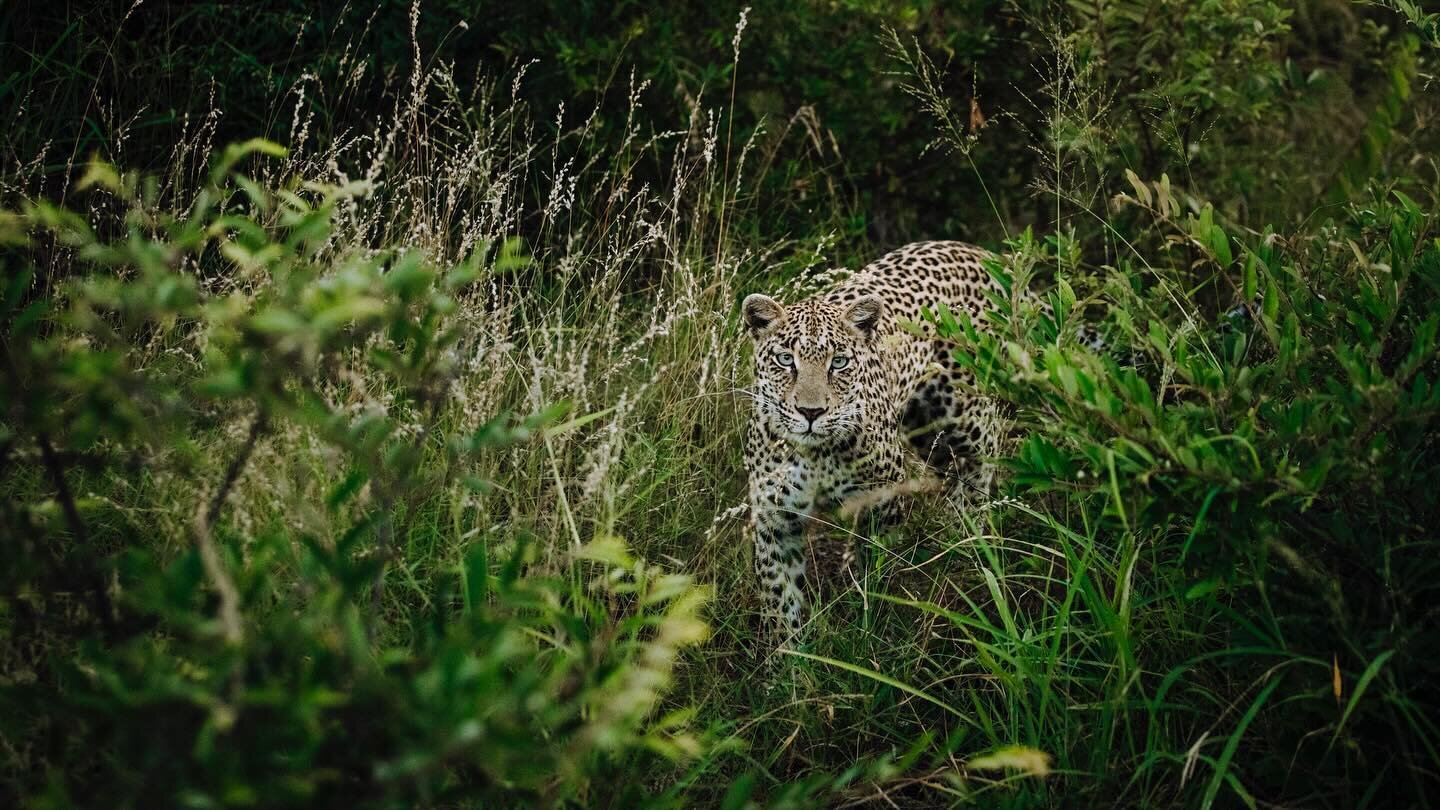 In the heart of the wilderness, where ancient secrets whisper softly, resides a creature of unparalleled grace and enigma &ndash; N&rsquo;weti, which in Xitsonga means &lsquo;Moon&rsquo; 🌙 

Captured on an evening drive tracking her off road through