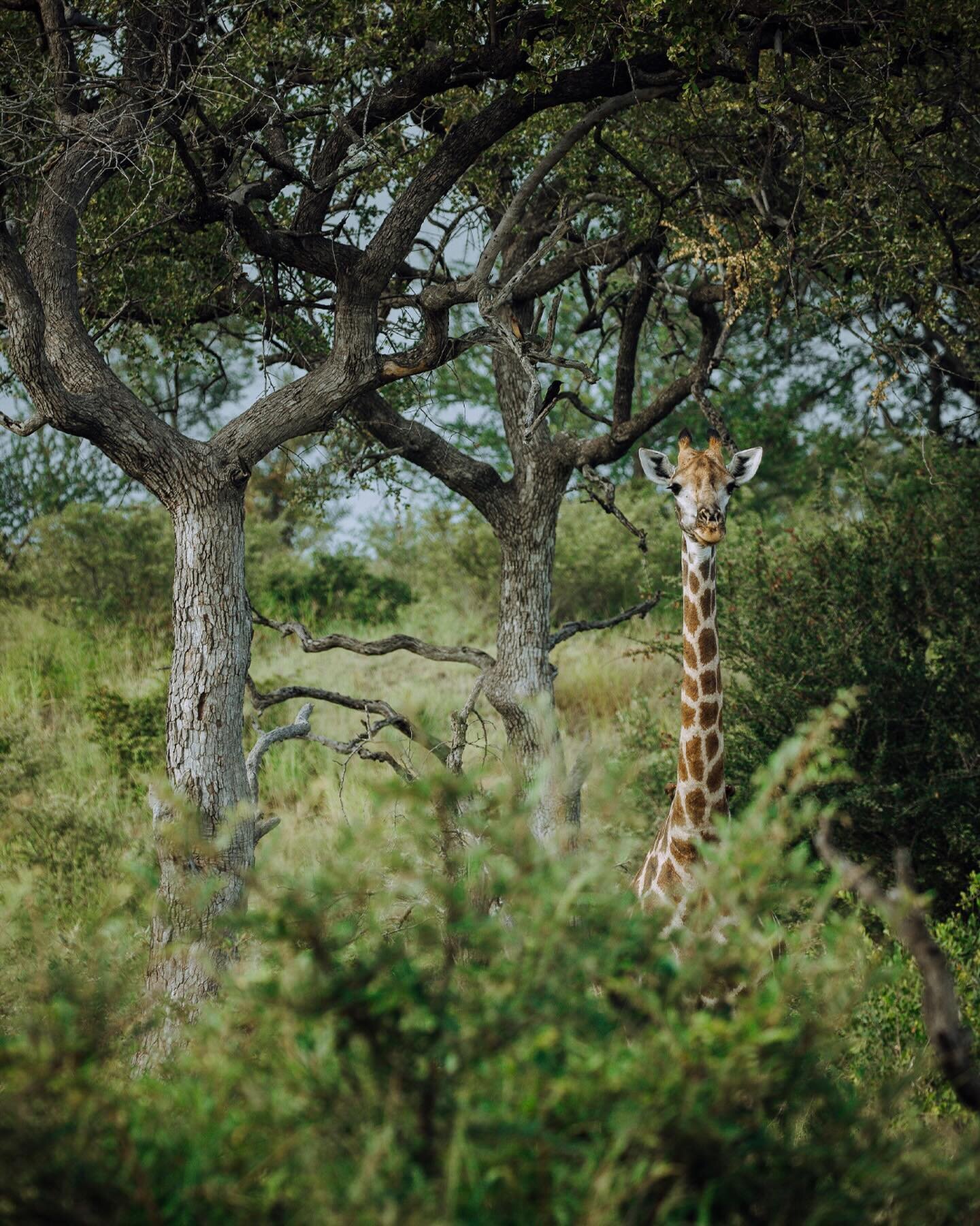 Did you know giraffes have the same number of neck vertebrae as humans? Despite their incredibly long necks, giraffes have only seven neck vertebrae, just like humans. However, each of their neck bones can be up to 10 inches long, allowing them to re