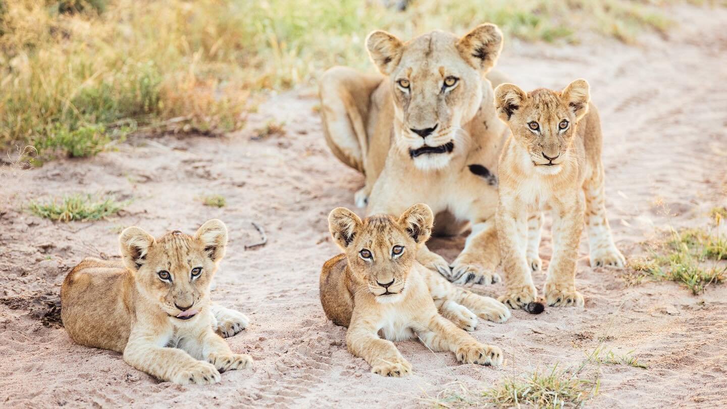 The next generation 🦁 

Every roar begins as a tiny cub&rsquo;s mewl. The survival of young lions in the wild is not just a story of strength, but of resilience and interconnectedness. Here&rsquo;s why it matters more than ever:

1️⃣ Guardians of th