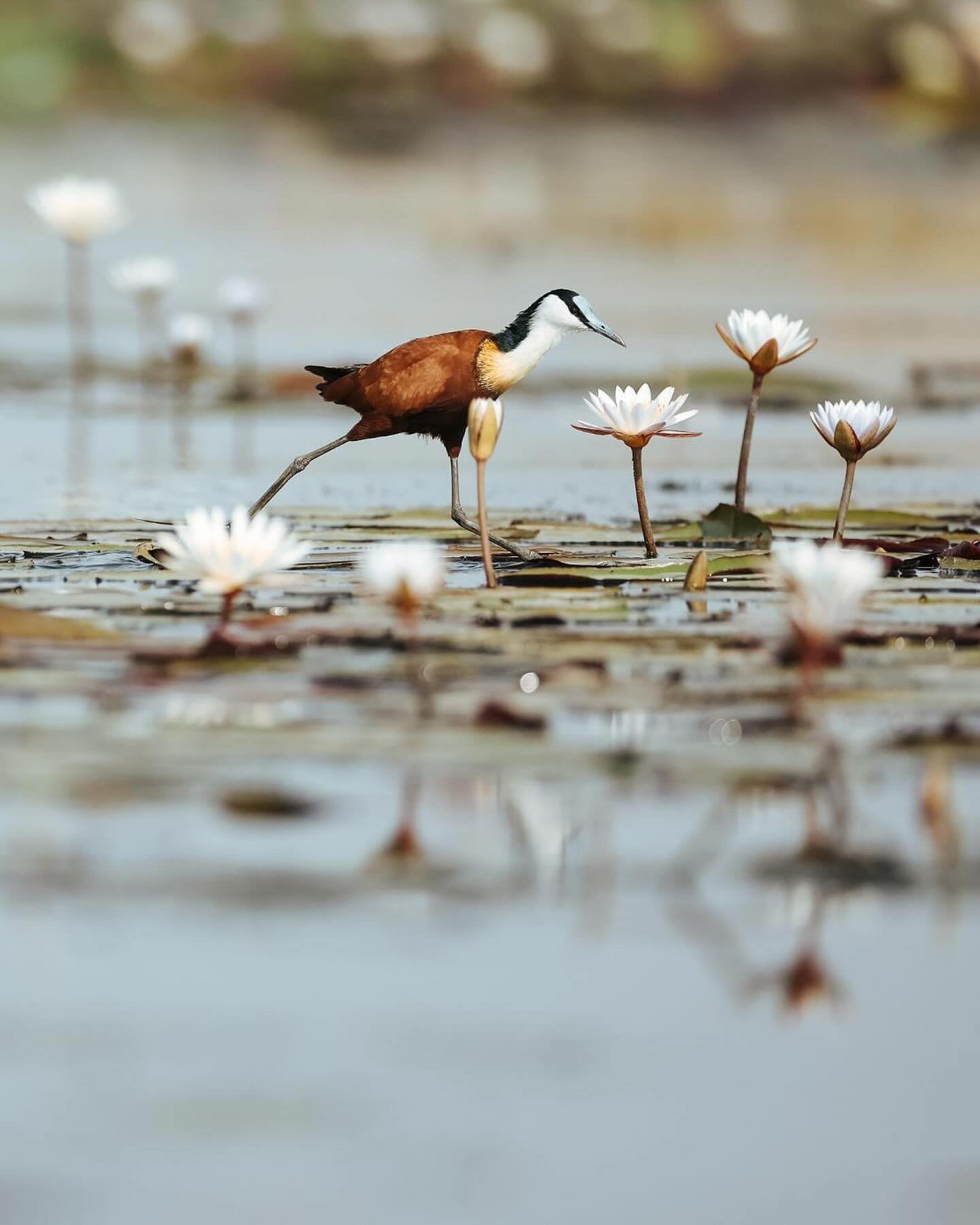 An African jacana wades over water lillies in the Chobe National Park, Botswana 🌱 

A fascinating fact about the African jacana is its remarkable breeding behavior. These birds are known for their polyandrous mating system, where one female mates wi