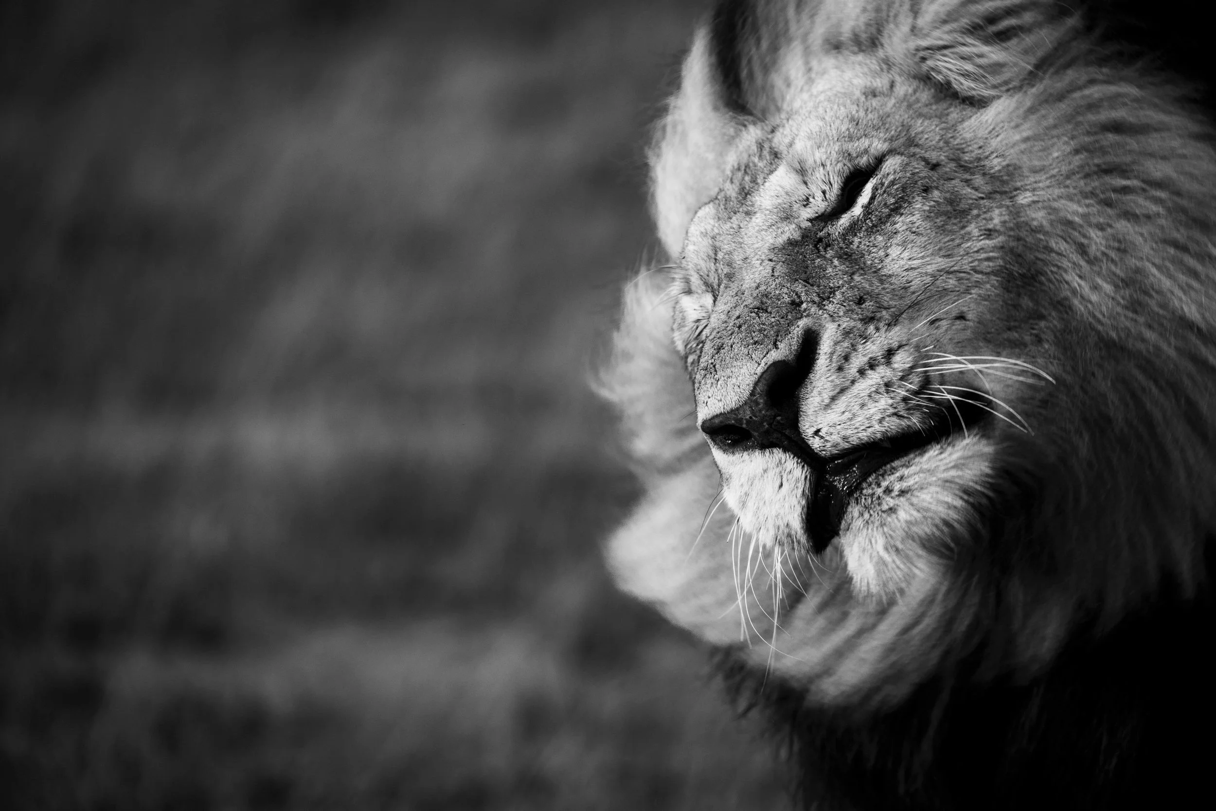 Wild Motion
