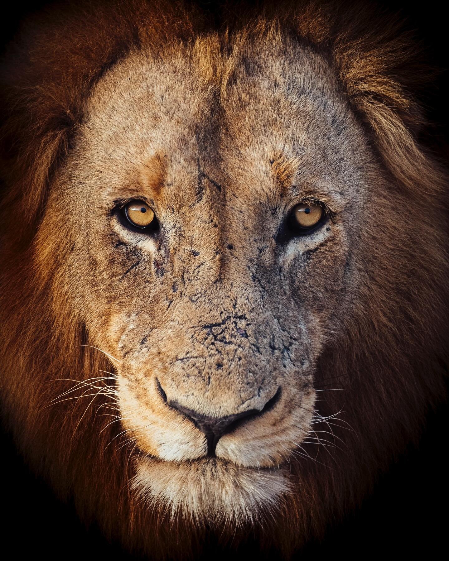 Power and poise in perfect harmony ♾️ 

#lion #southafrica #safari #timbavati #wildlife #wildlifephotography #animalportrait #bigcats #krugernationalpark #nature #natureismetal