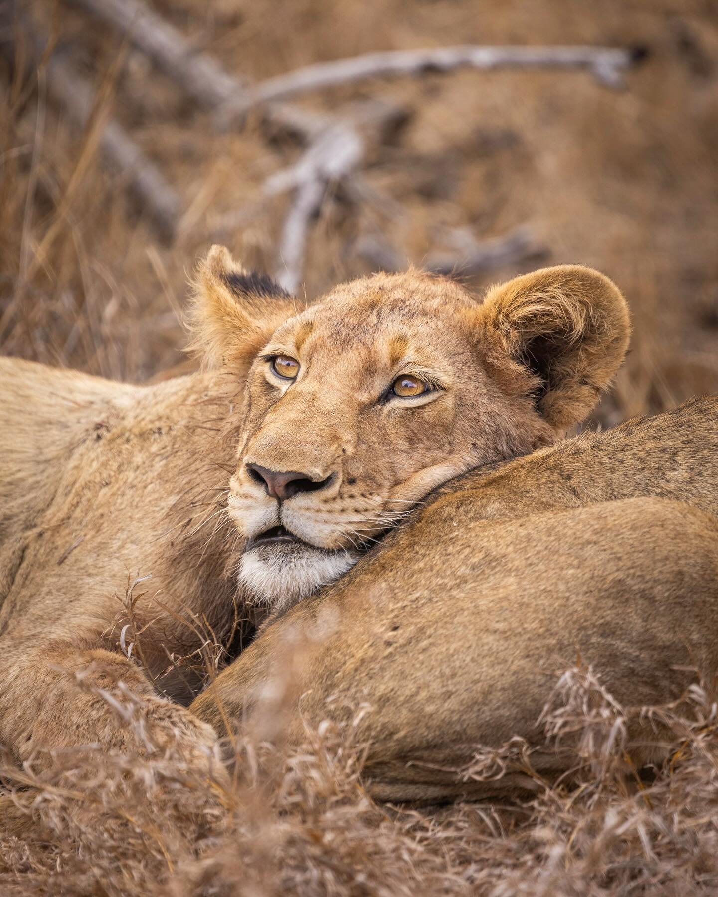 Taking it easy with the River Pride 🦁 

#lion #wildlifephotography #lionpride #timbavati #kruger #krugernationalpark #safari #southafrica