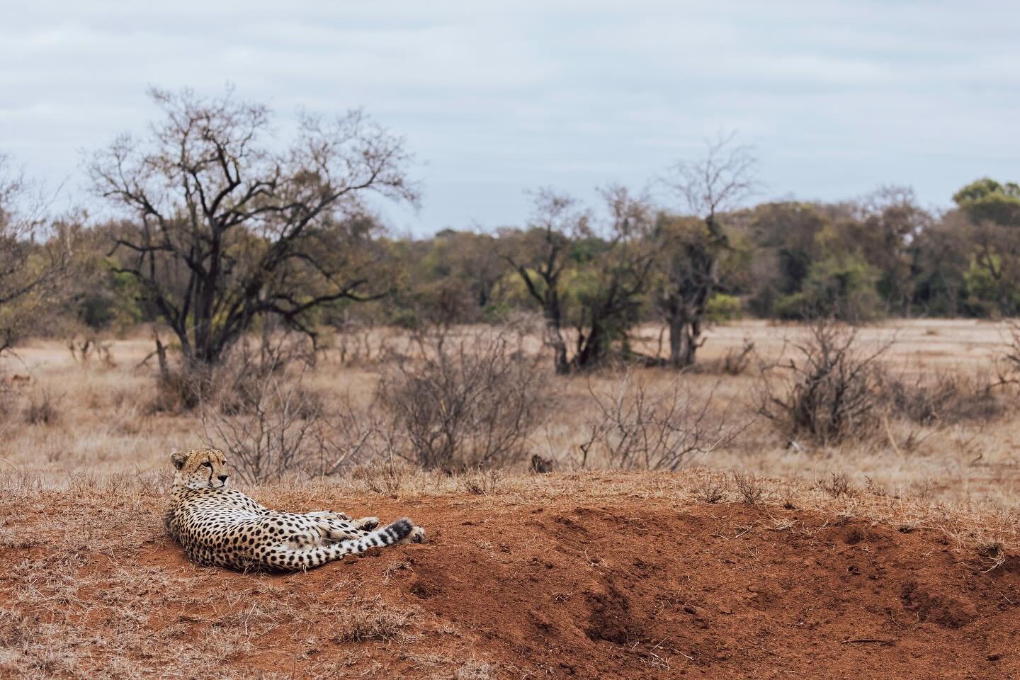 Watch this cheetah go from relaxed to an attempted hunt of a bush buck on Cheetah Plain 🤯 

#cheetah #cheetahplain #wildlifephotography #southafrica #safari