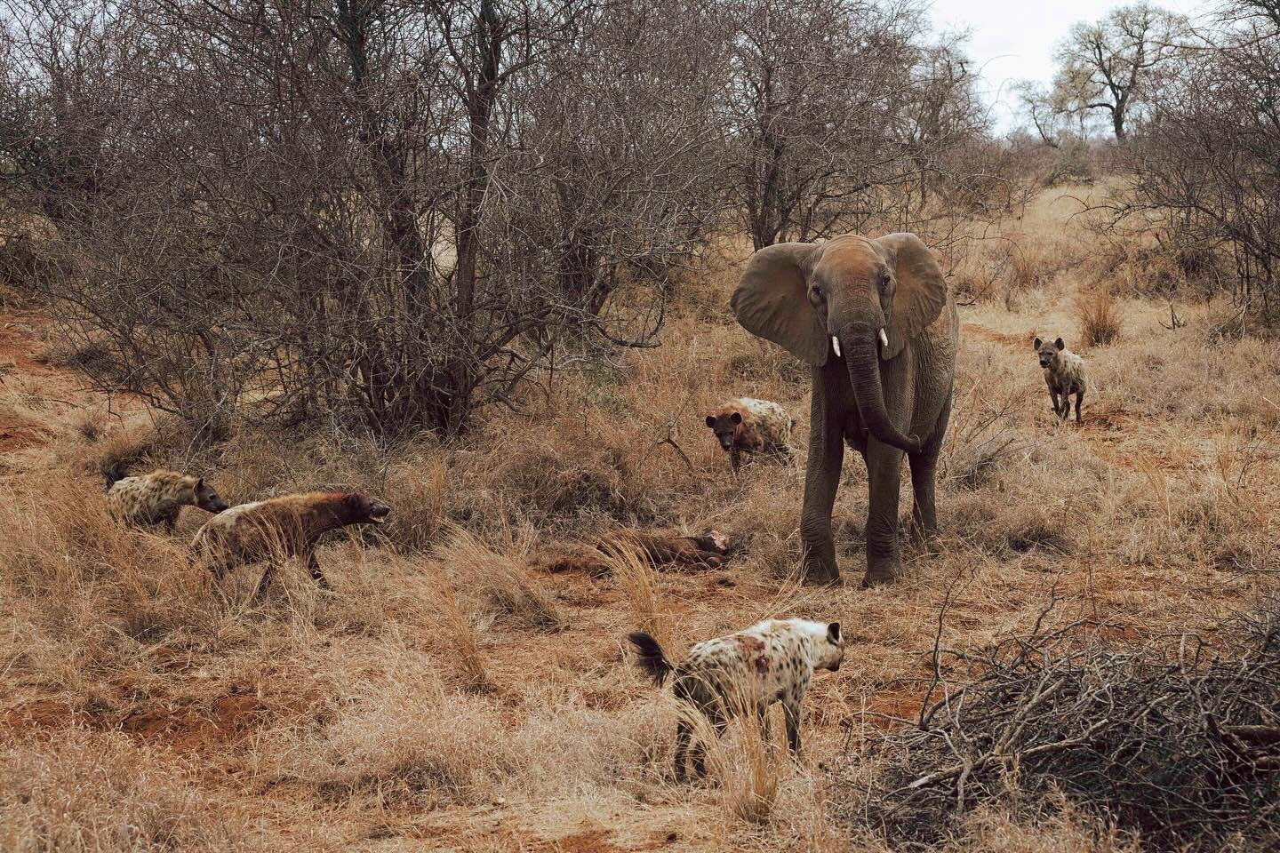Not for sensitive viewers‼️ 

New born elephant gets taken out by hyenas whilst its mother tries to fight them off. We watched as the entire herd of elephants came back to mourn the loss of their new member. The circle of life out in the wild is hars