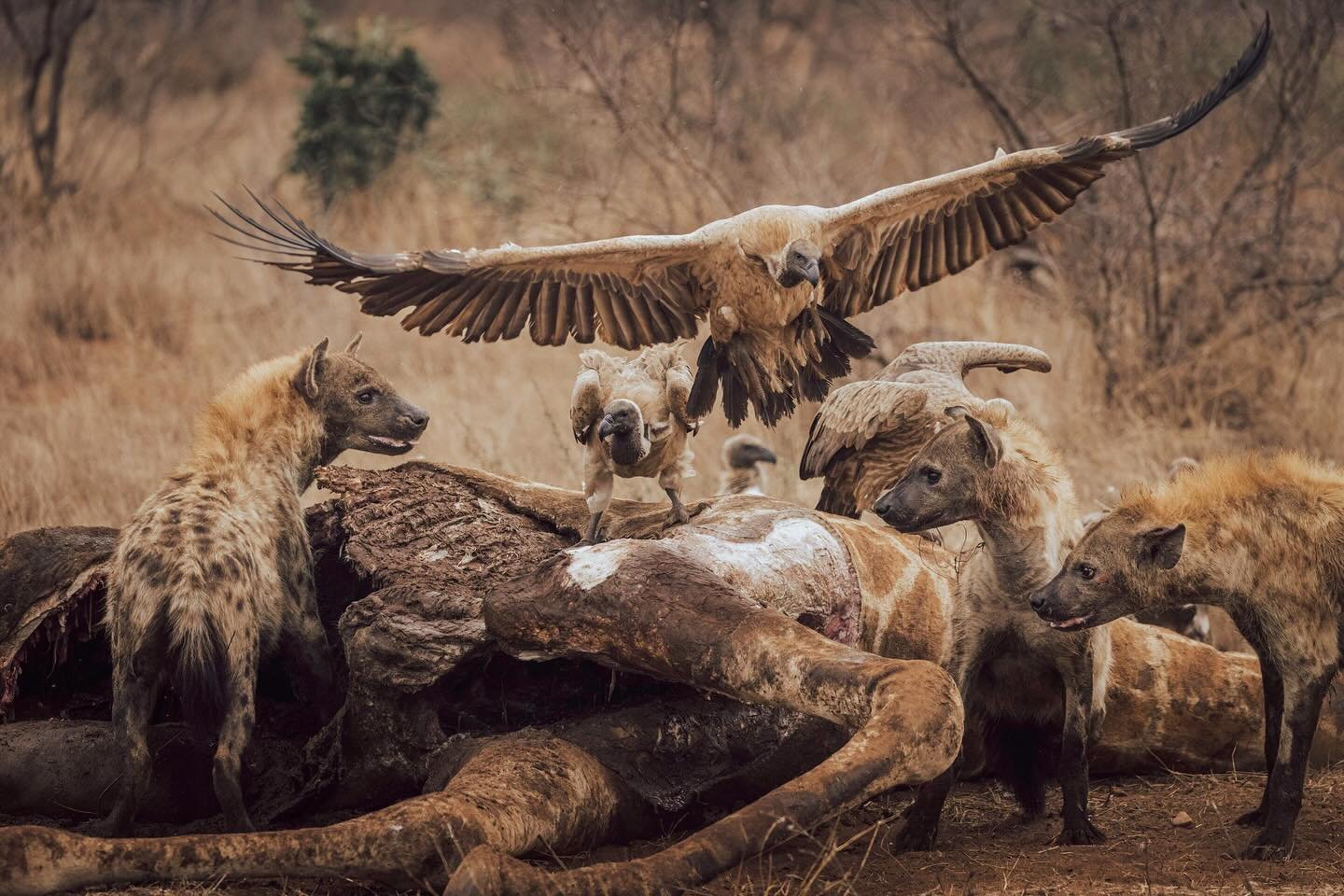The dry season 🦅 

#wildlifephotography #timbavati #southafrica #nature #africa #hyena #giraffe #vulture #natureismetal #shakaafricatours