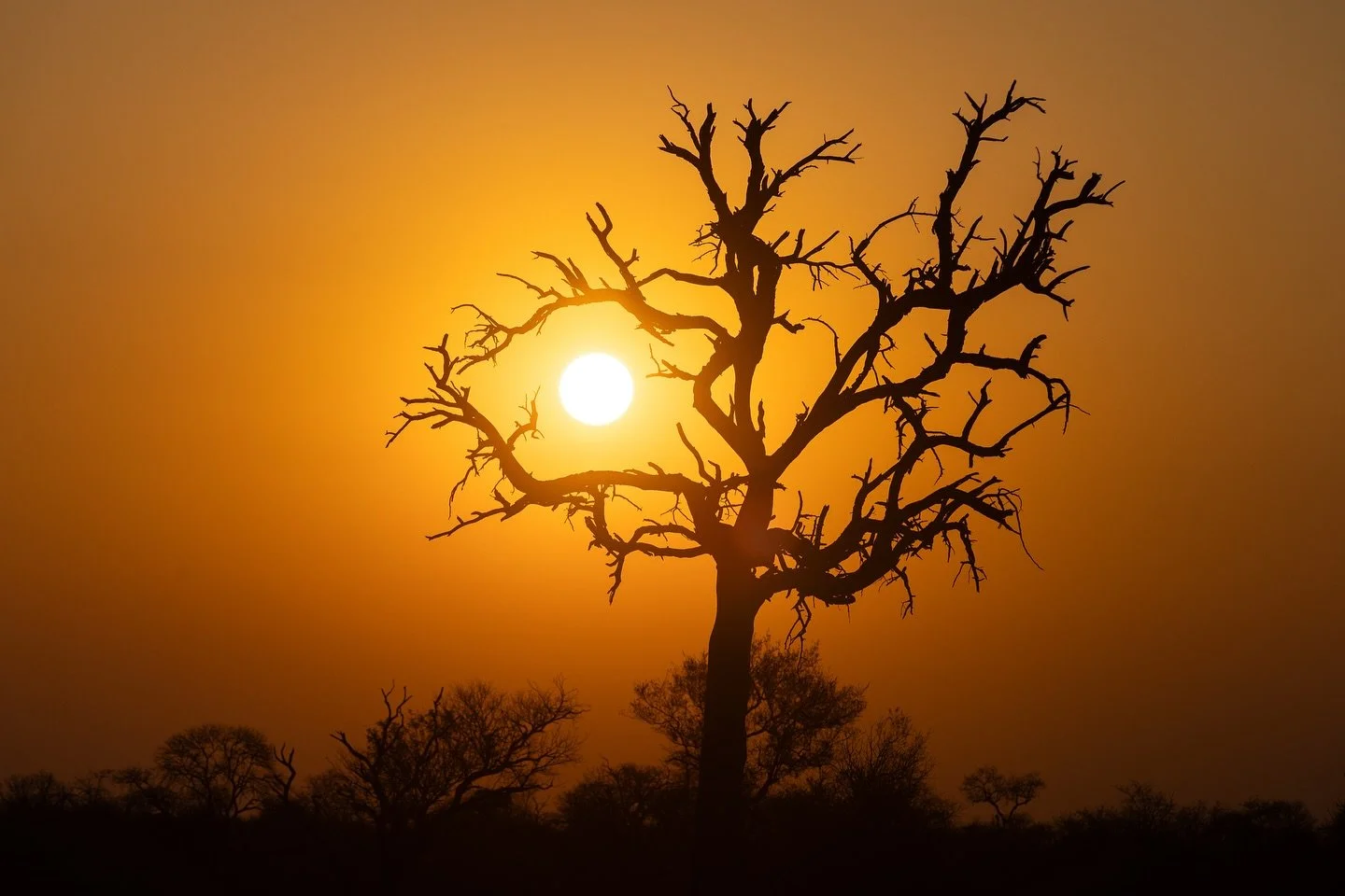 No drama. Just nature. Sending love to everyone as the sun sets on a topsy turvy kind of week - you&rsquo;ve got this ❤️

#sunset #timbavatigamereserve #goldenhour #africa #safari #southafrica #canonr5