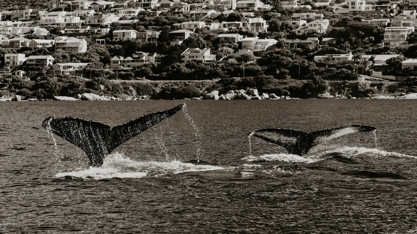 Humpback synchronicity on tour with @shaka_africa 🇿🇦

#capetown #simonstown #whale #humpbackwhales #whaletail