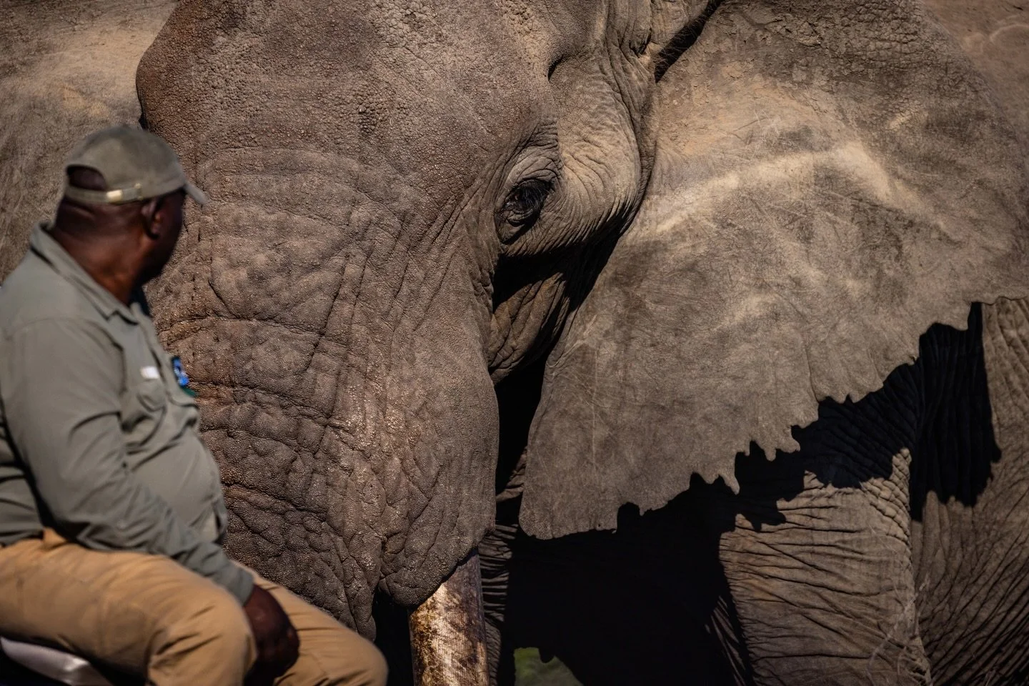 Up close and personal with Apollo, the legendary giant tusker who roams the greater Kruger region. It&rsquo;s really hard to explain how large this old boy is 👀

Let&rsquo;s hear it from the experts - how old is Apollo? 

Captured on a recent trip w