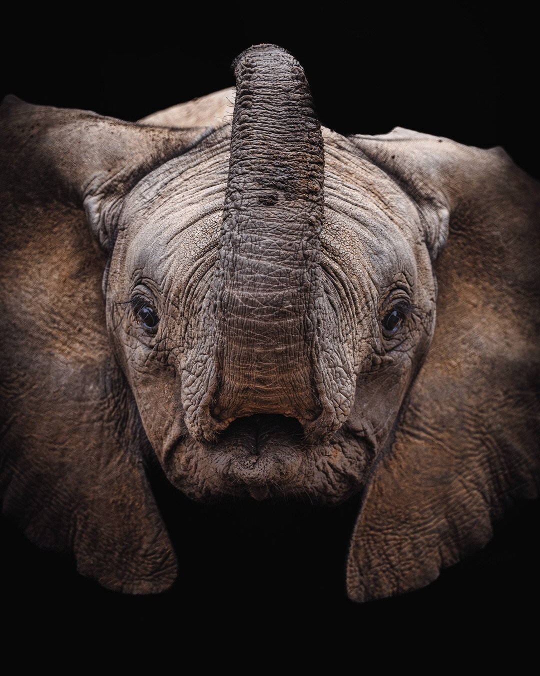 Curious by nature / Captured at @karongwe_collection on safari with @shaka_africa 🐘 

#elephant #safari #shakaafricatours #greaterkruger #karongweportfolio #southafrica #safarisouthafrica