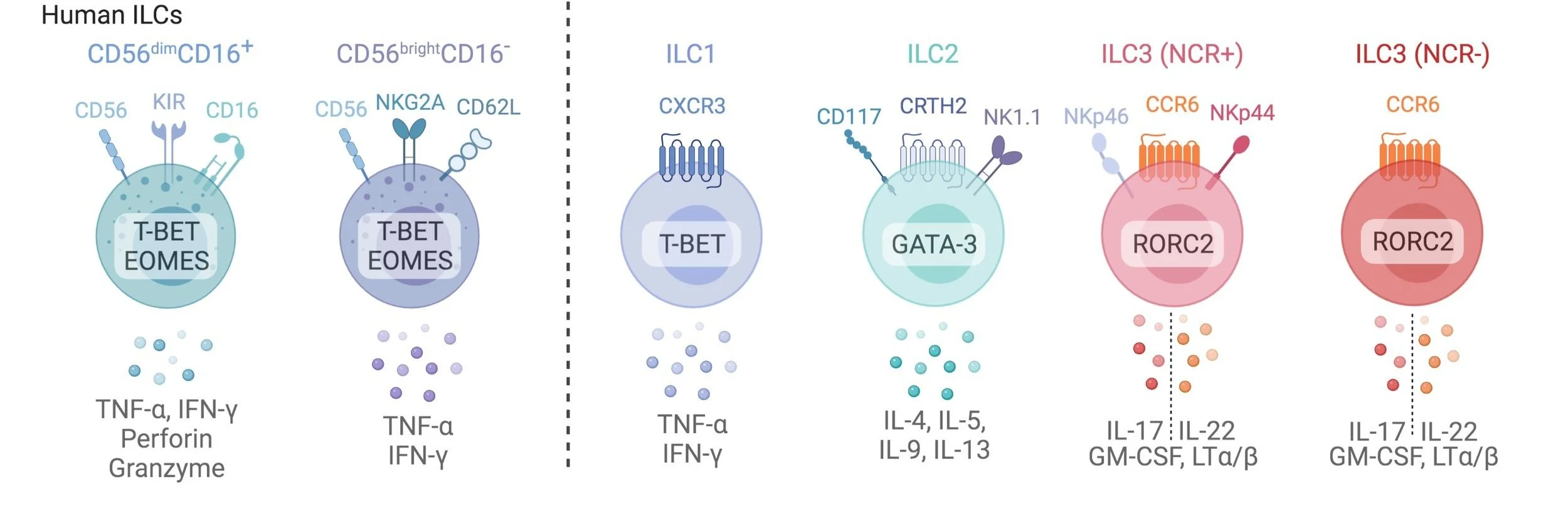 Fig+1+-+Markers+in+ILCs+in+mice+and+humans.jpg