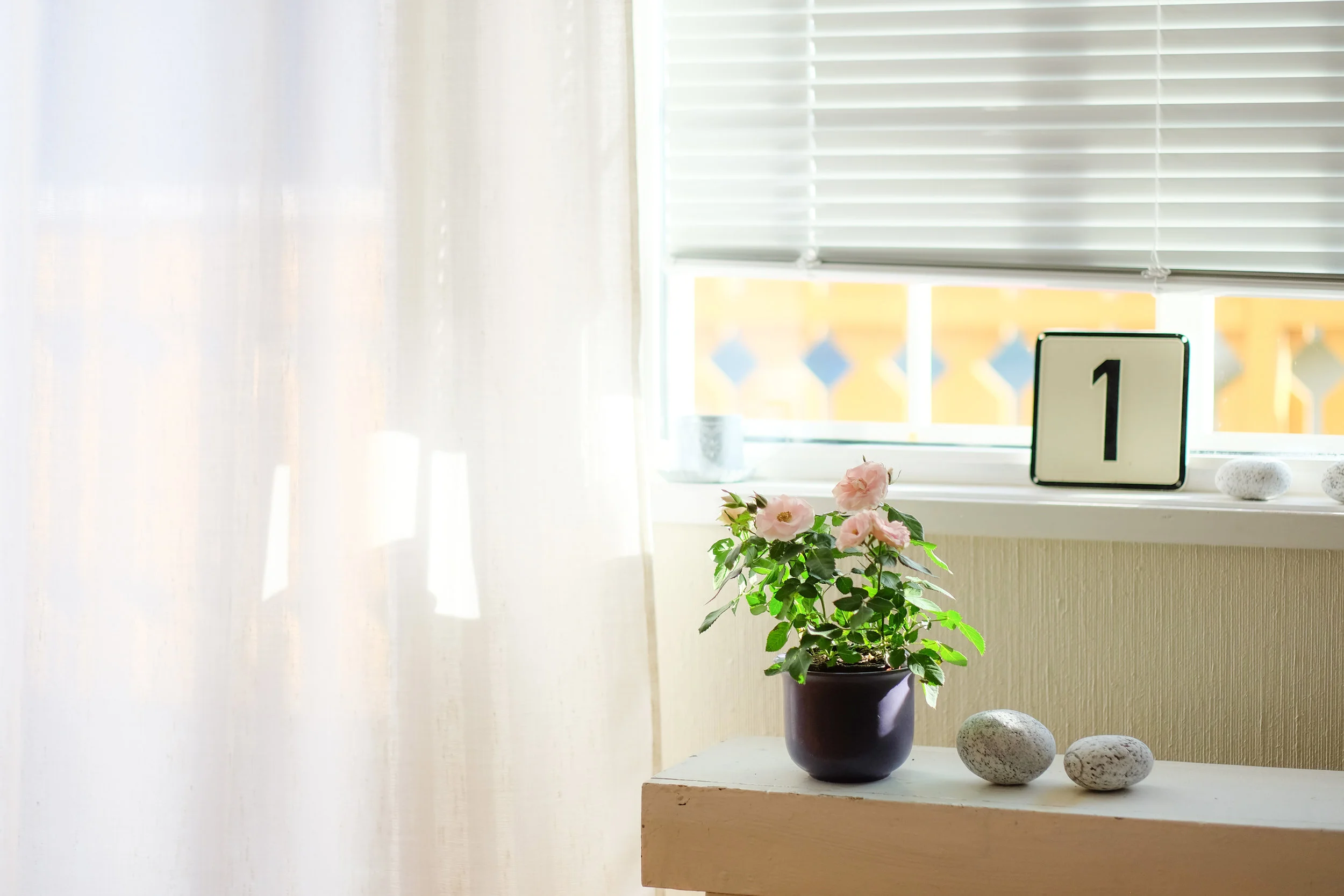 Plant with blinds and number one