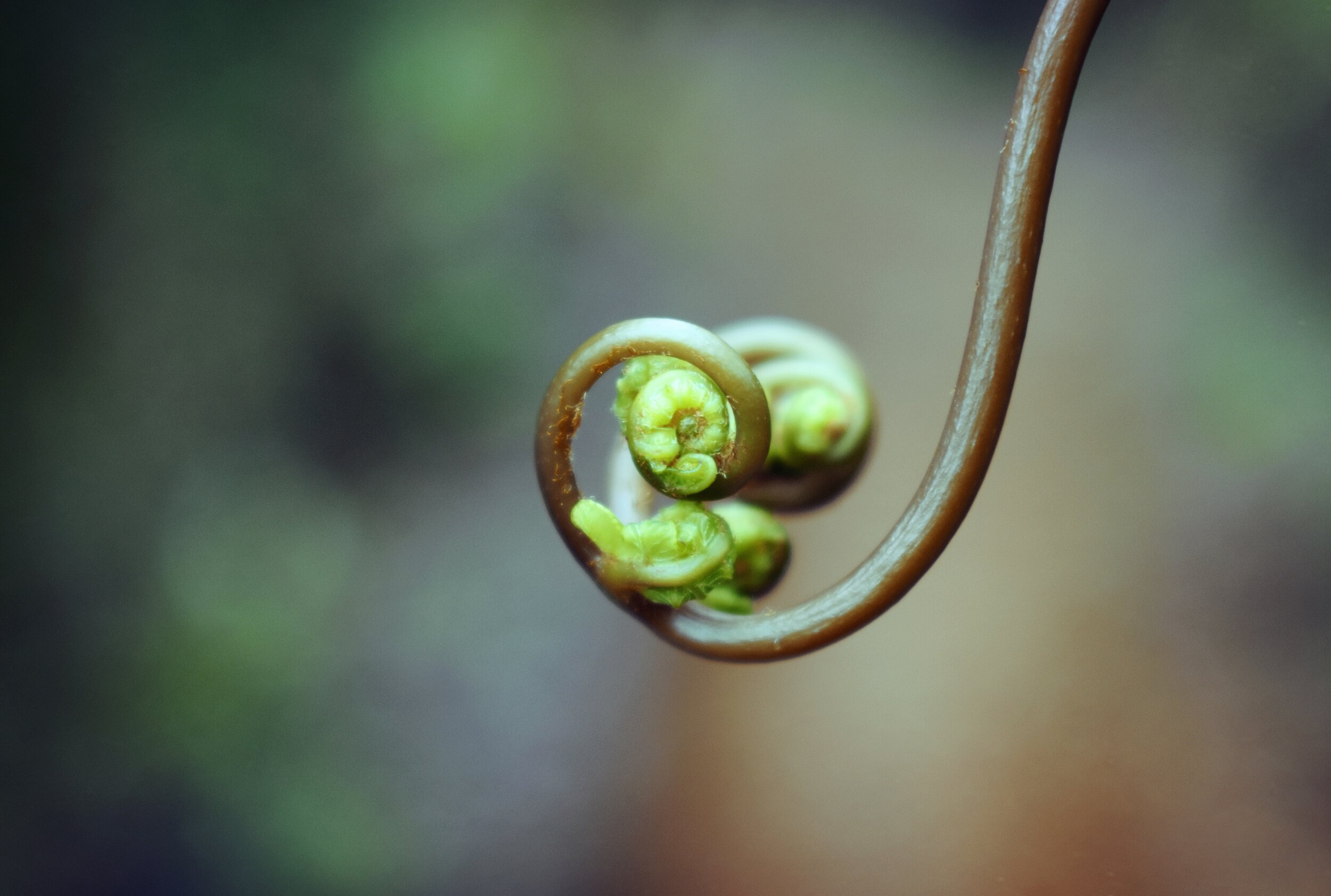 somatic-therapy-medicinal-mindfulness-body-work-trauma.jpg