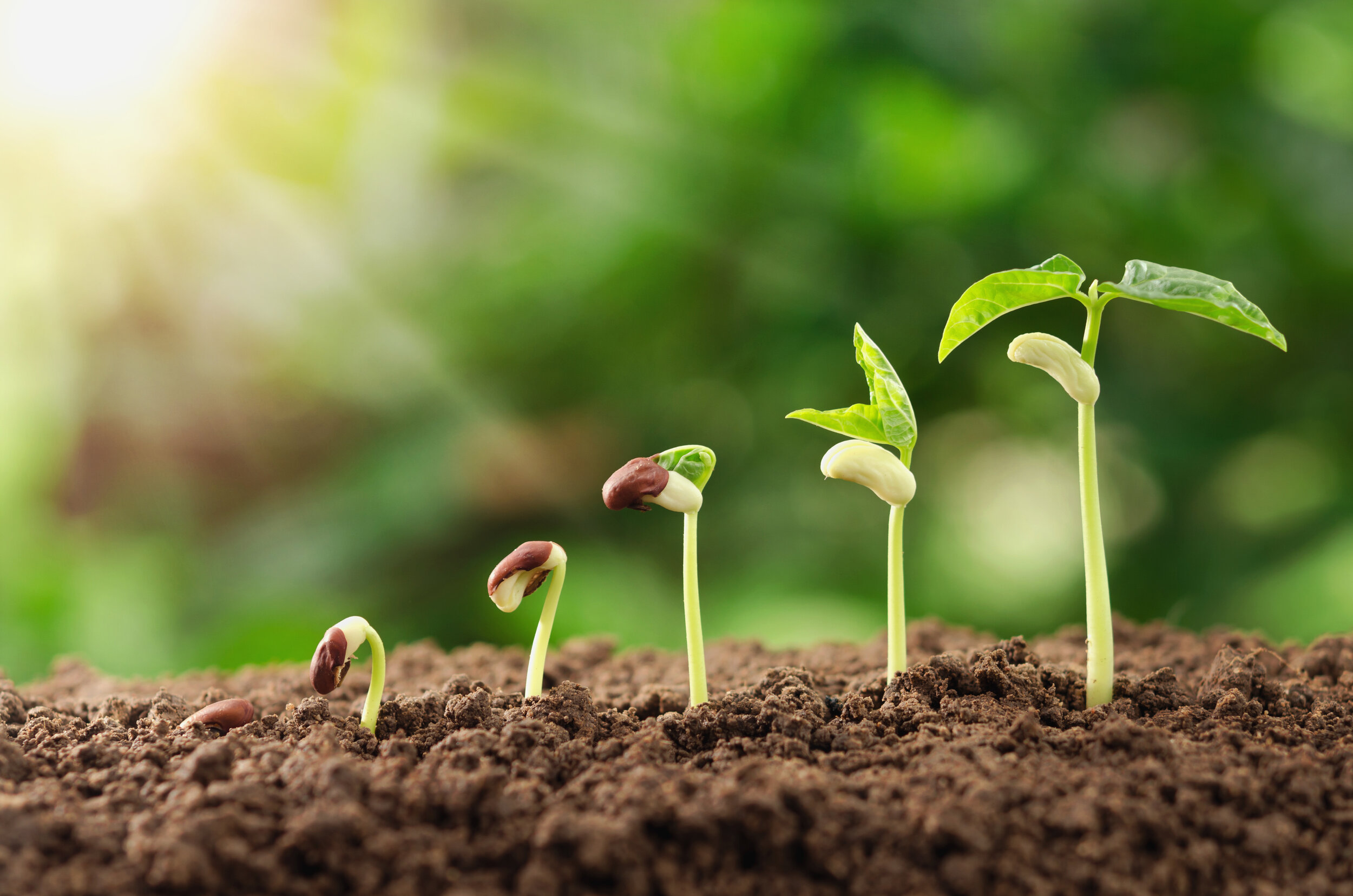 seeds growing integration group image.jpg