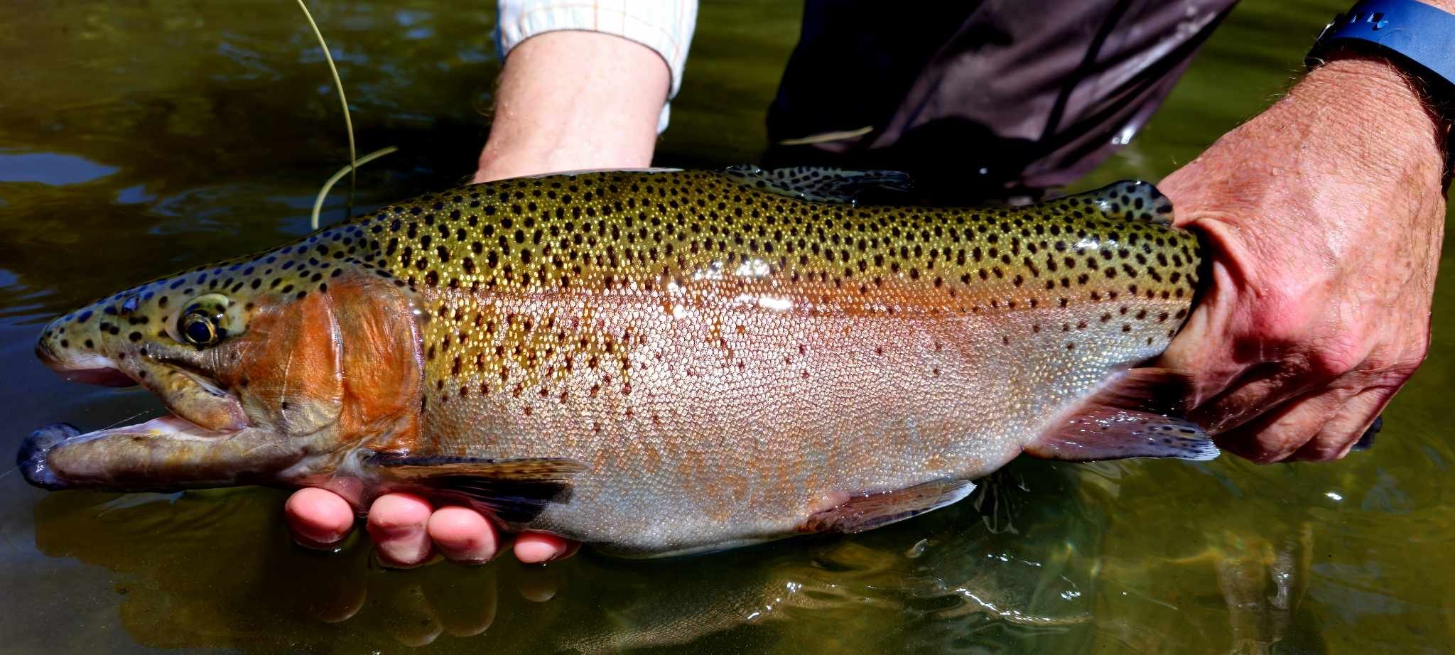 OPTION 1: 2025 WINTER TROUT FLY FISHING CLINIC (W/GUIDED TRIP)