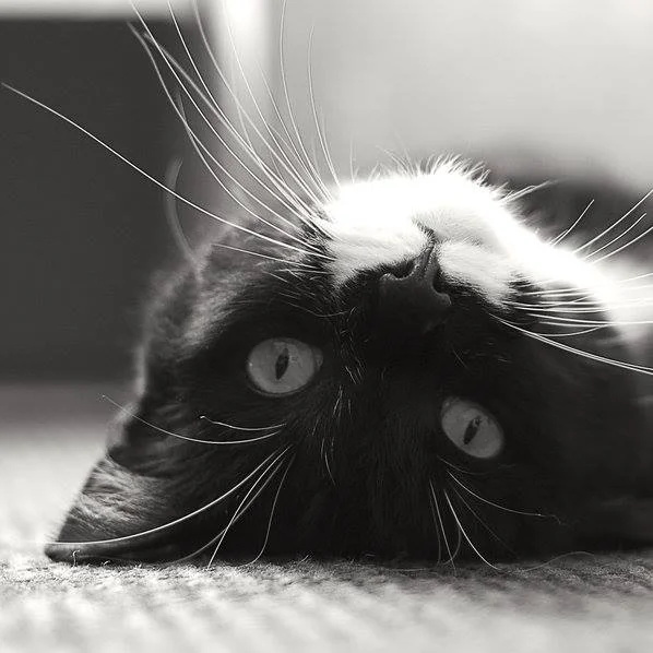 Program to help Kinston deal with feral cats