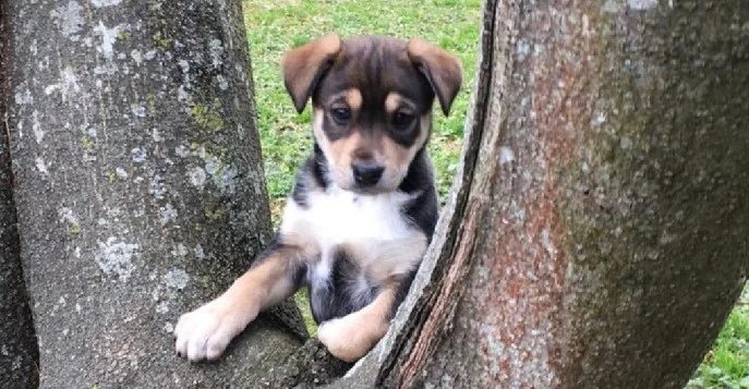 Maggie Society has helped thousands of dogs in ENC